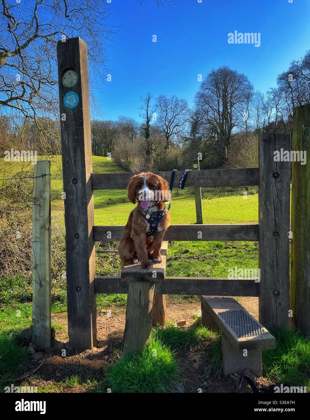 Cavapoo Hund sitzt auf einem Stiel auf einem Landspaziergang, Frühling. Stockfoto