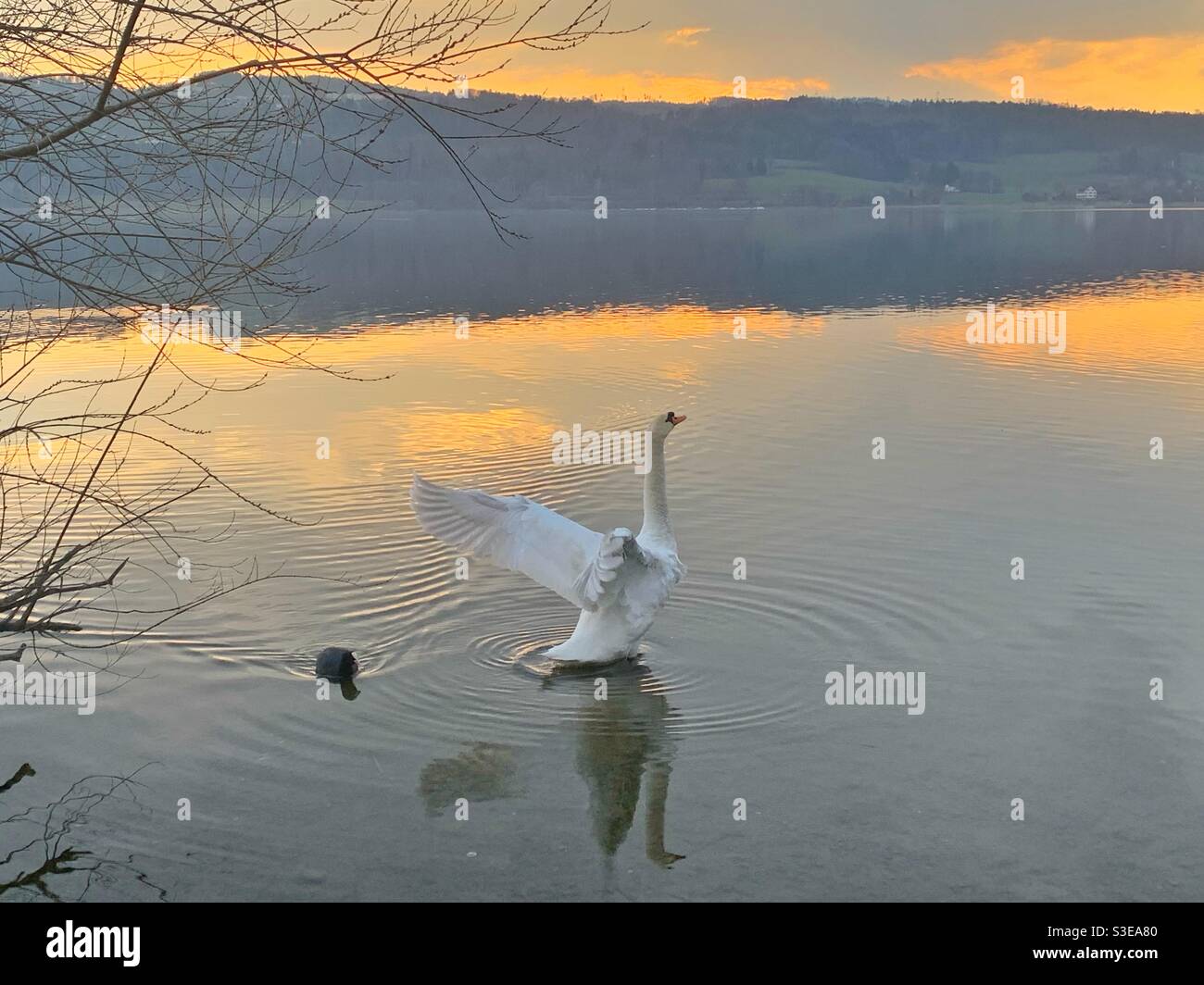 Schwan, der bei Sonnenuntergang seine Flügel in einem See ausbreitet Stockfoto