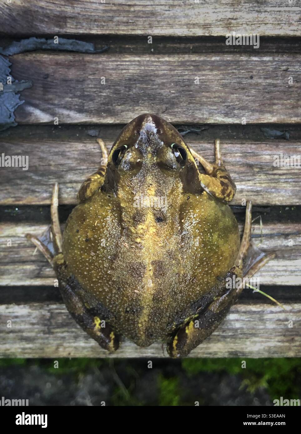 Großer Frosch auf einem Holzbrett Stockfoto