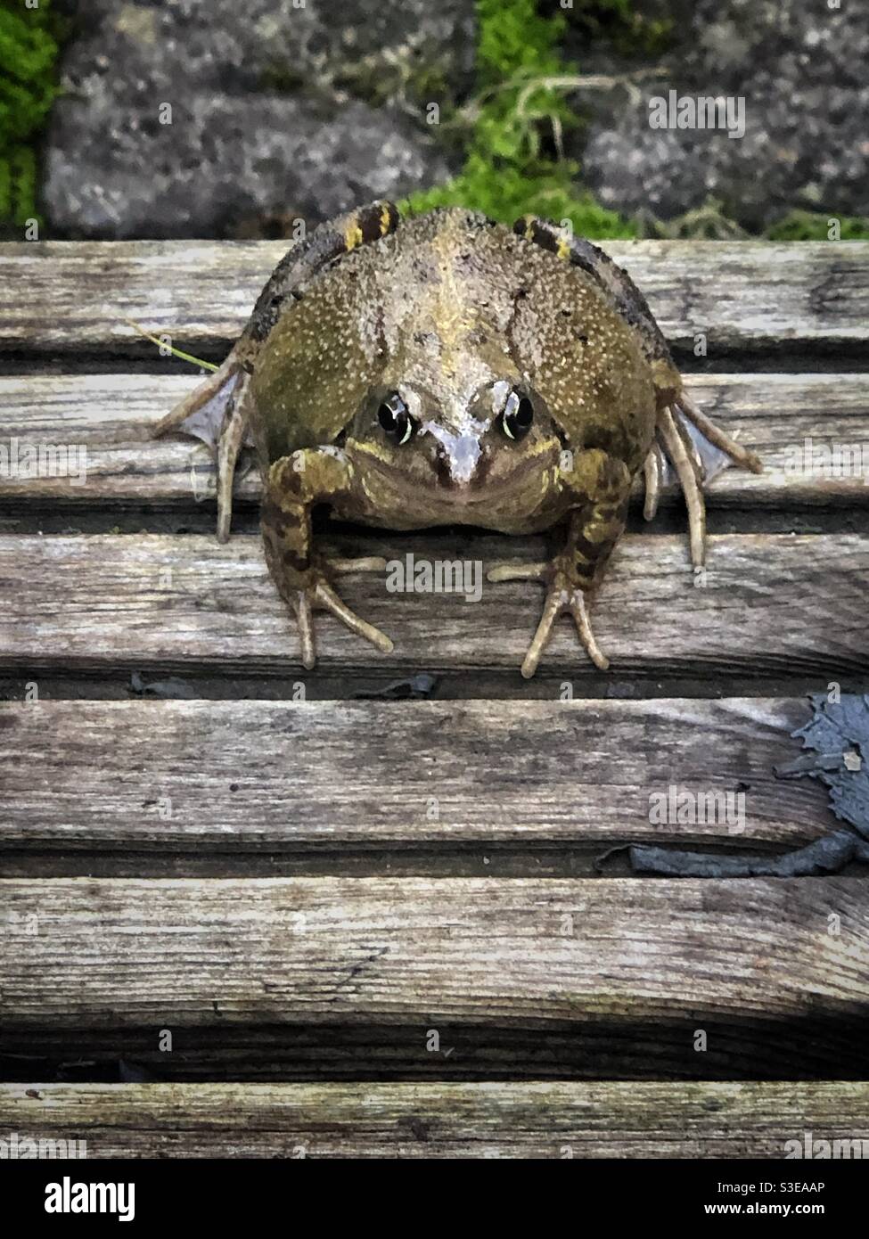 Fetter Frosch auf einem Holzbrett Stockfoto