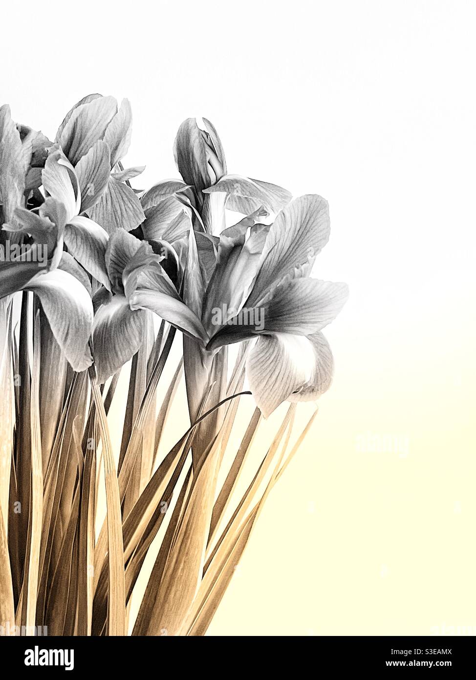 Bild von Irisblüten vor einem einfachen Hintergrund Stockfoto