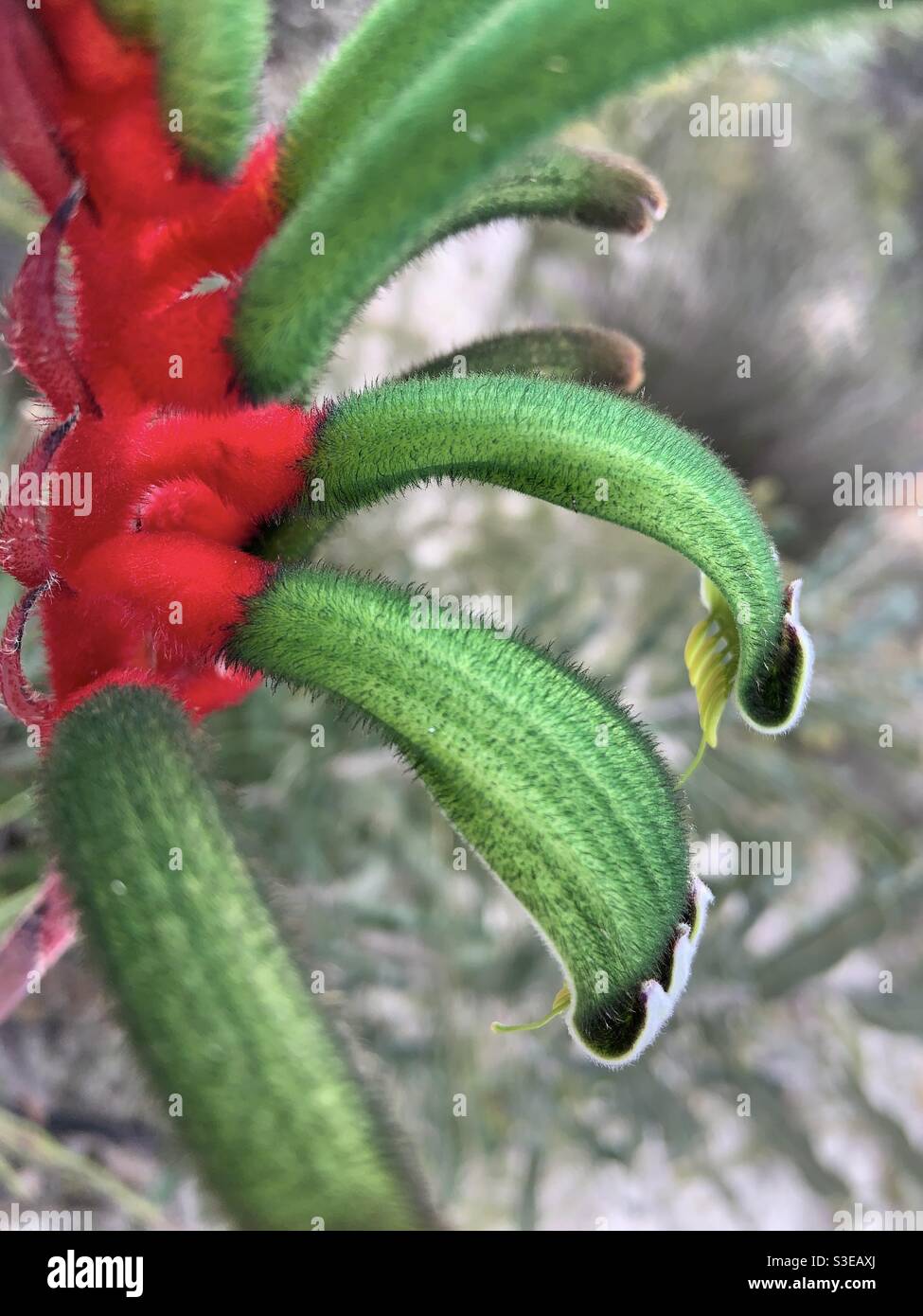 Rot-grüne Kängurupfote - Smartphone-aufgenommenes Stockfoto