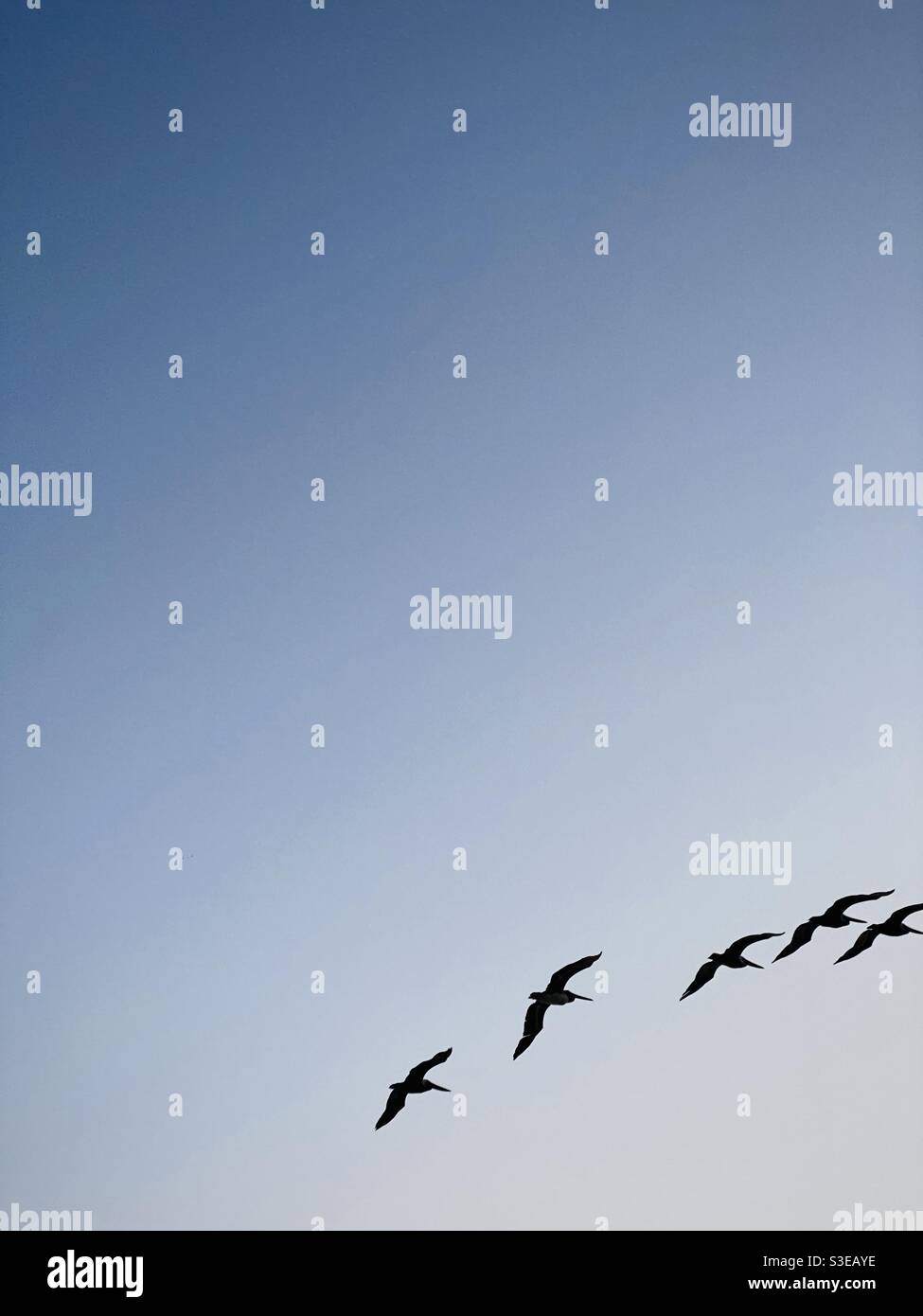 Pelikane fliegen. Stockfoto