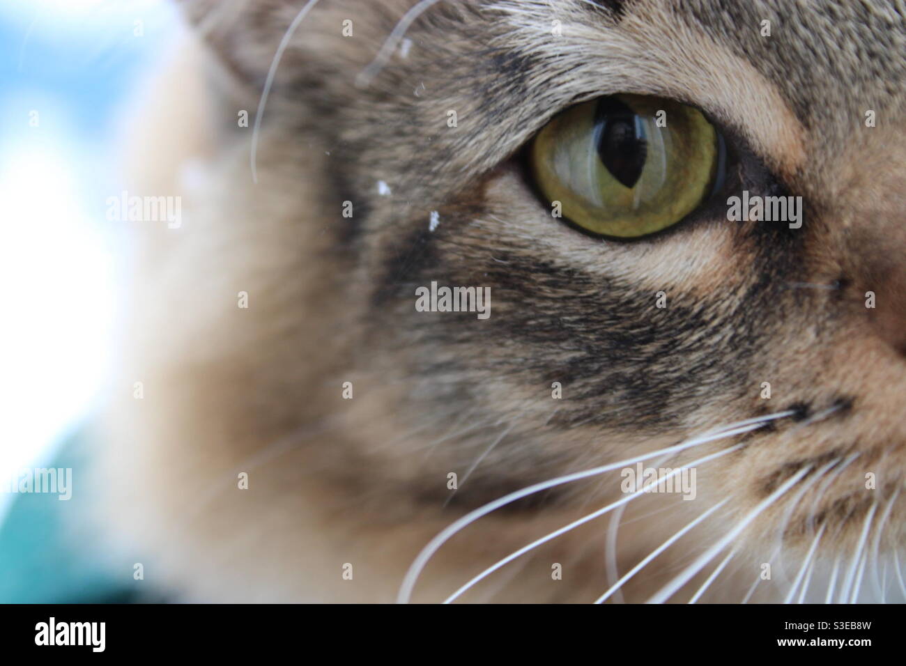 Katzenauge. Er sieht alles. Wunderschön, gren ey s Stockfoto