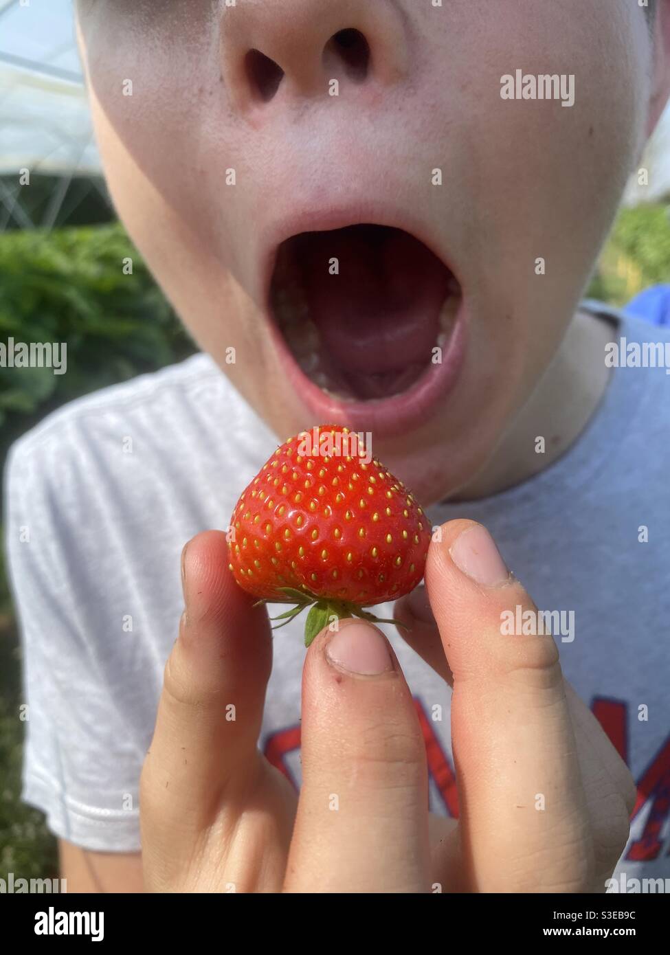 Erdbeeren, Sommer, Lecker Stockfoto