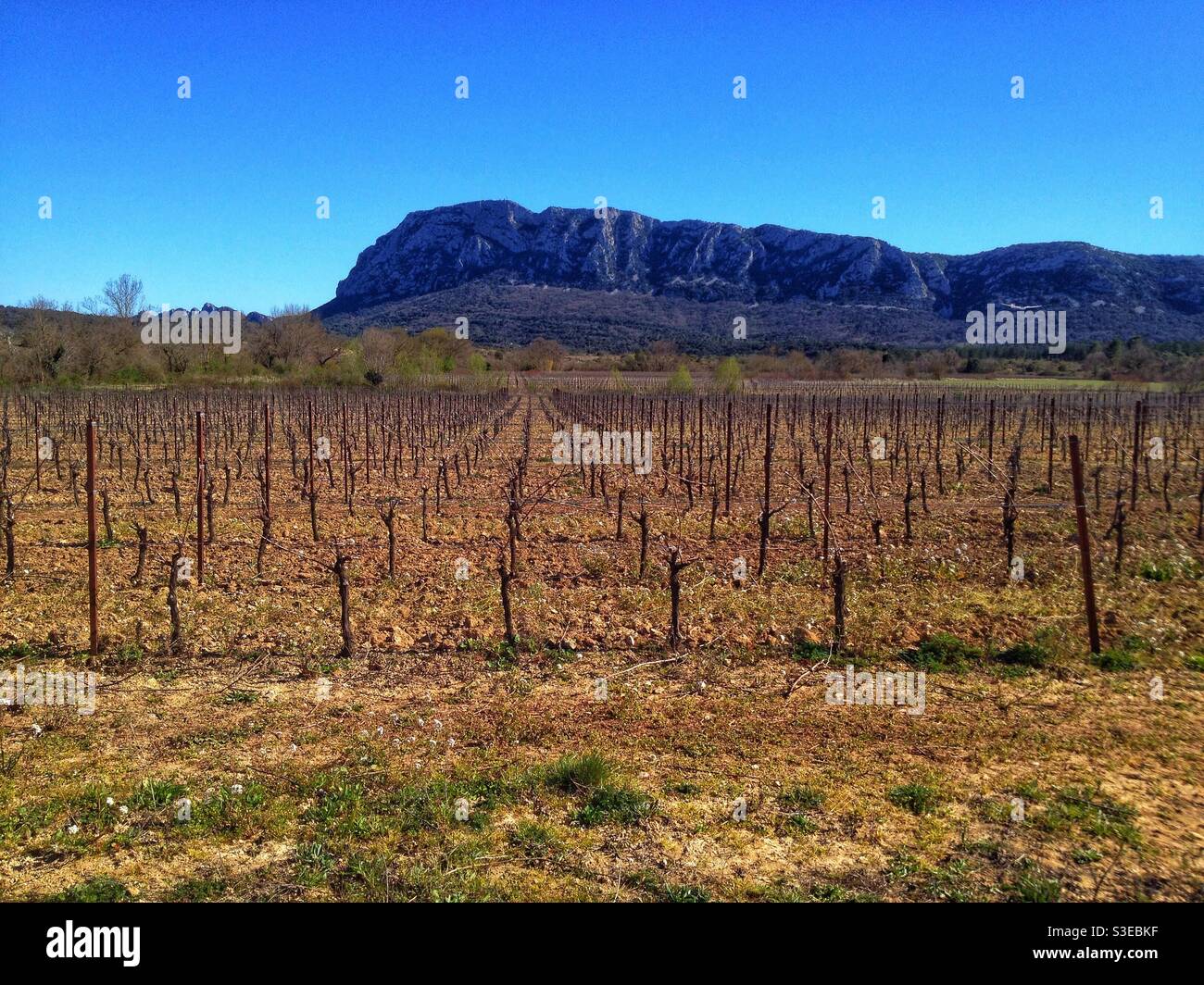 Weinberg von Pic St Loup im Frühling, Oskitanie Frankreich Stockfoto