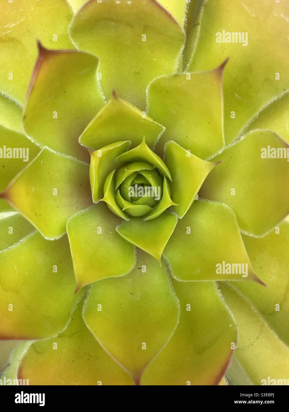 Sempervivum sp. Goldene Nugget-Pflanze. Sukulente Pflanzenmuster. Stockfoto