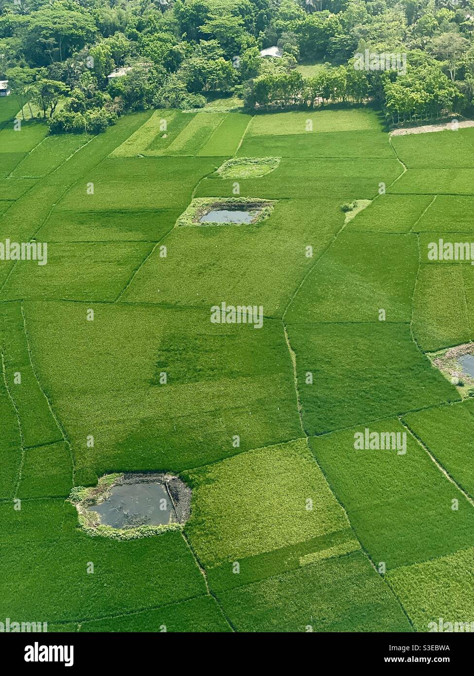 Luftbild einer ländlichen Gegend von Bangladesch mit Reisfeld Kultivierung Stockfoto