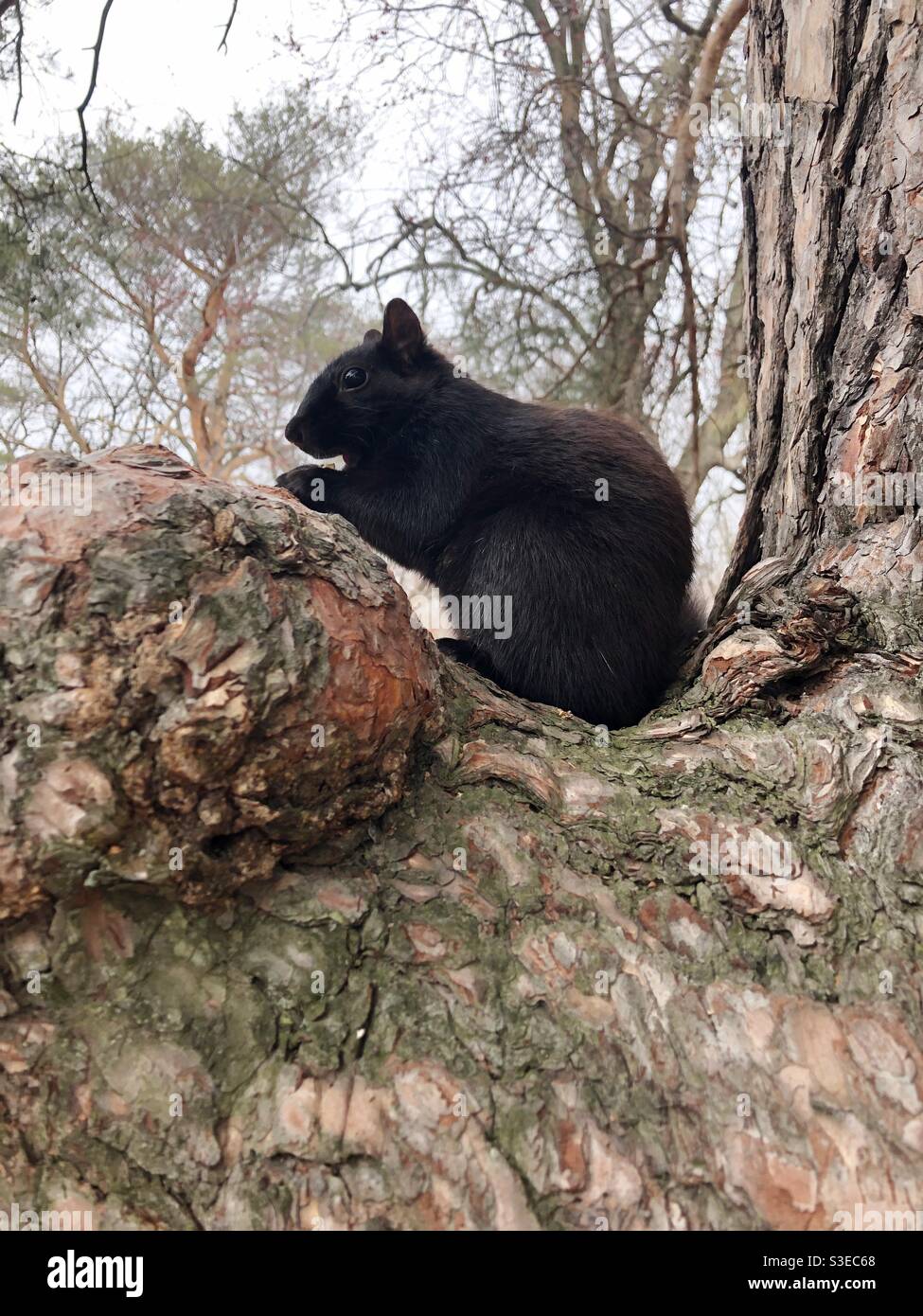 Seitenprofil eines schwarzen Eichhörnchens, das im Baum sitzt. Stockfoto