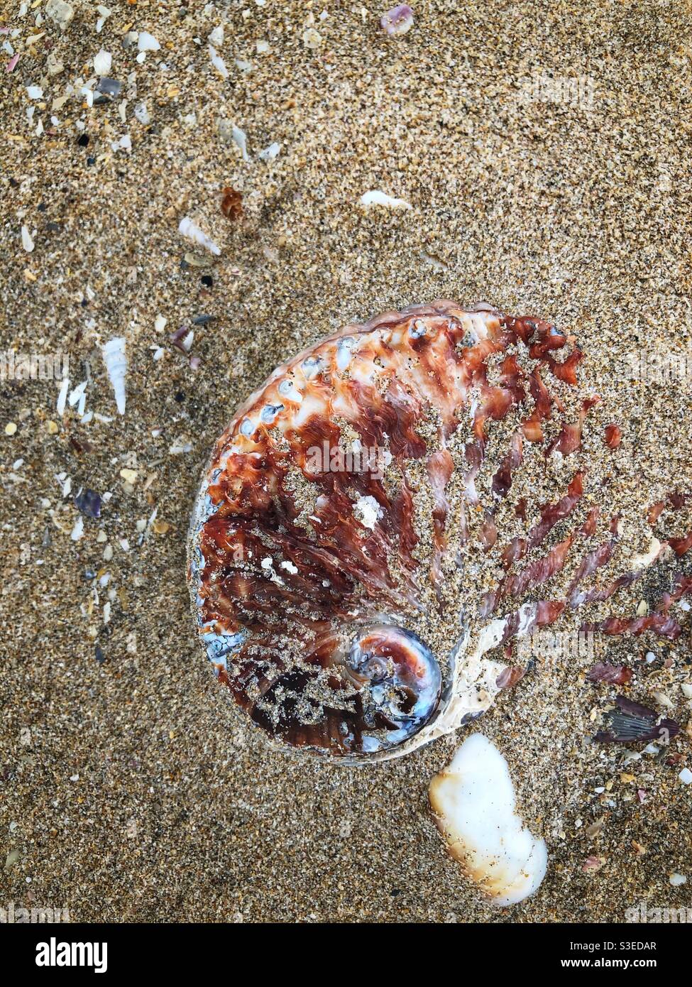 Perlemoen (Abalone) Muschel halb im Sand bei Ebbe an einem Strand im östlichen Kap, Südafrika begraben Stockfoto