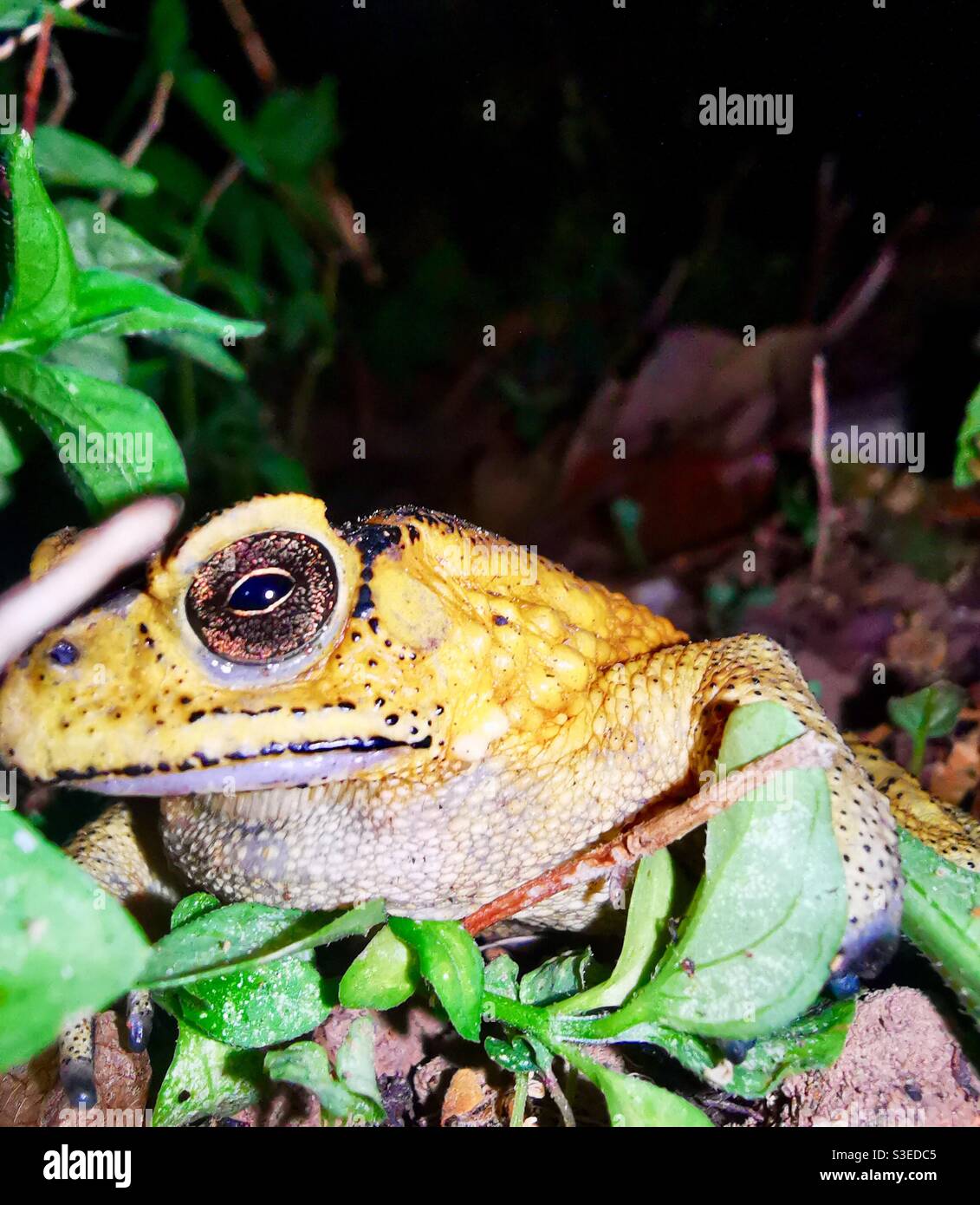 Nahaufnahme einer asiatischen Kröte auf der Lamma-Insel in Hongkong. - Smartphone-aufgenommenes Stockfoto