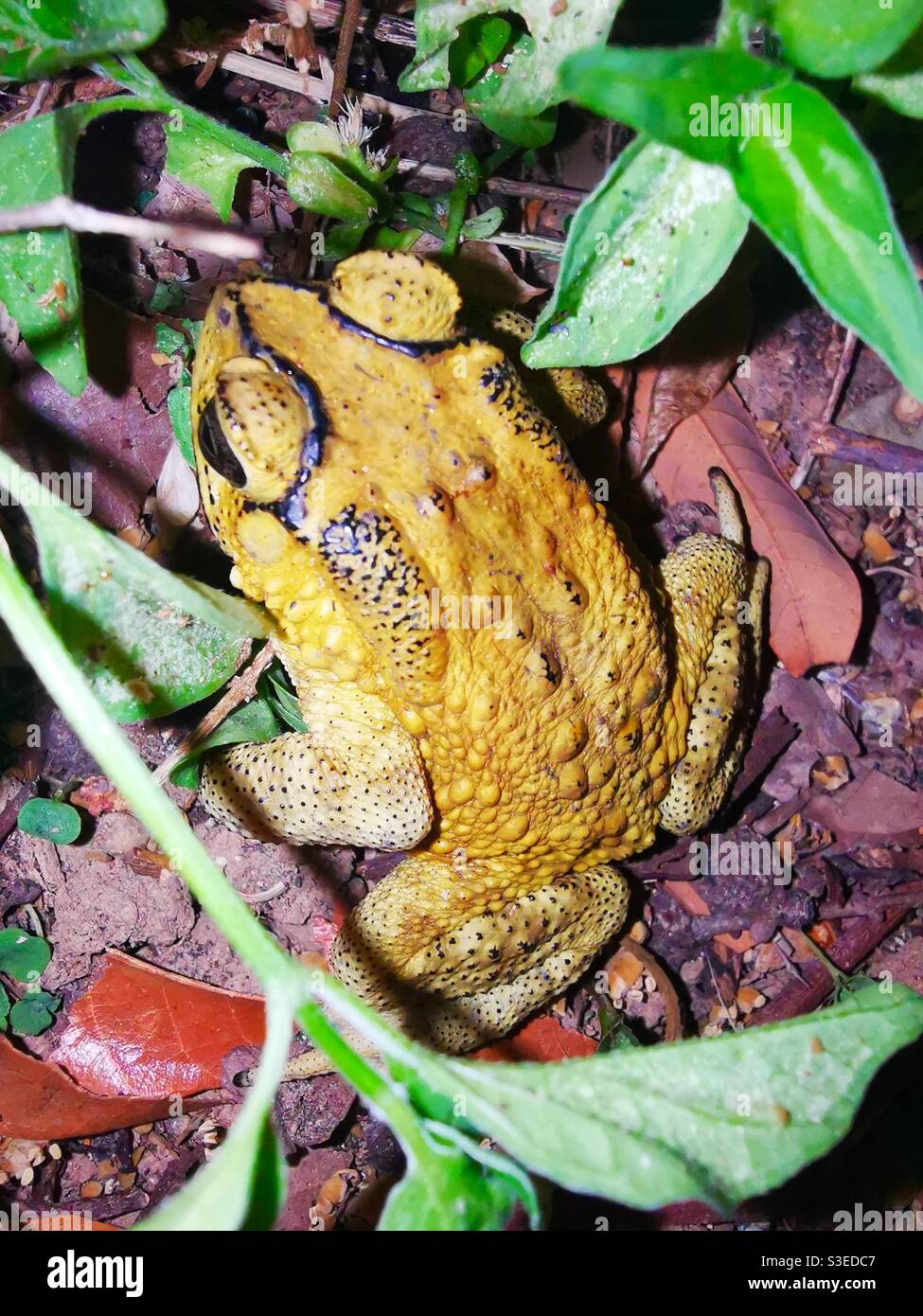 Eine Nahaufnahme einer asiatischen Kröte. - Smartphone-aufgenommenes Stockfoto