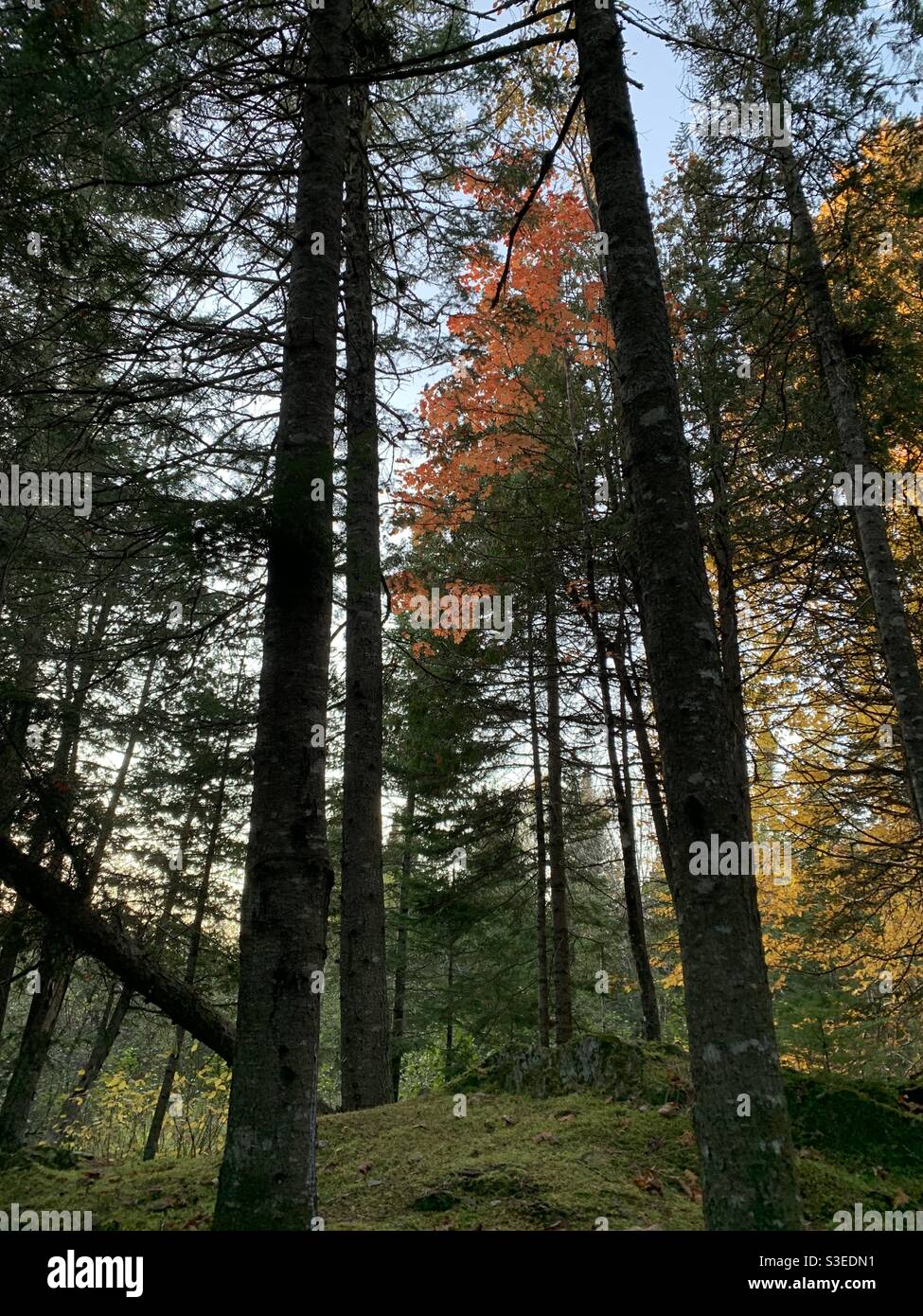 Herbst/Herbst-Waldgebiet in Merrill, Aroostook County, Nord-Maine am 5. Oktober 2019 um 5:49 Uhr Stockfoto