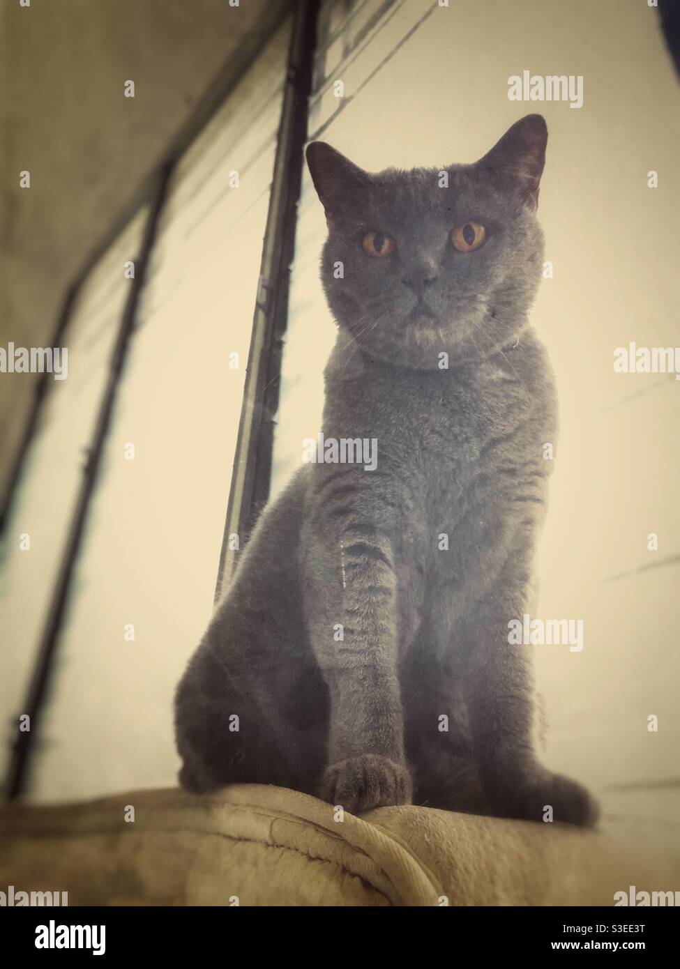 Britische Kurzhaarkatze mit Retro-Effekt Stockfoto