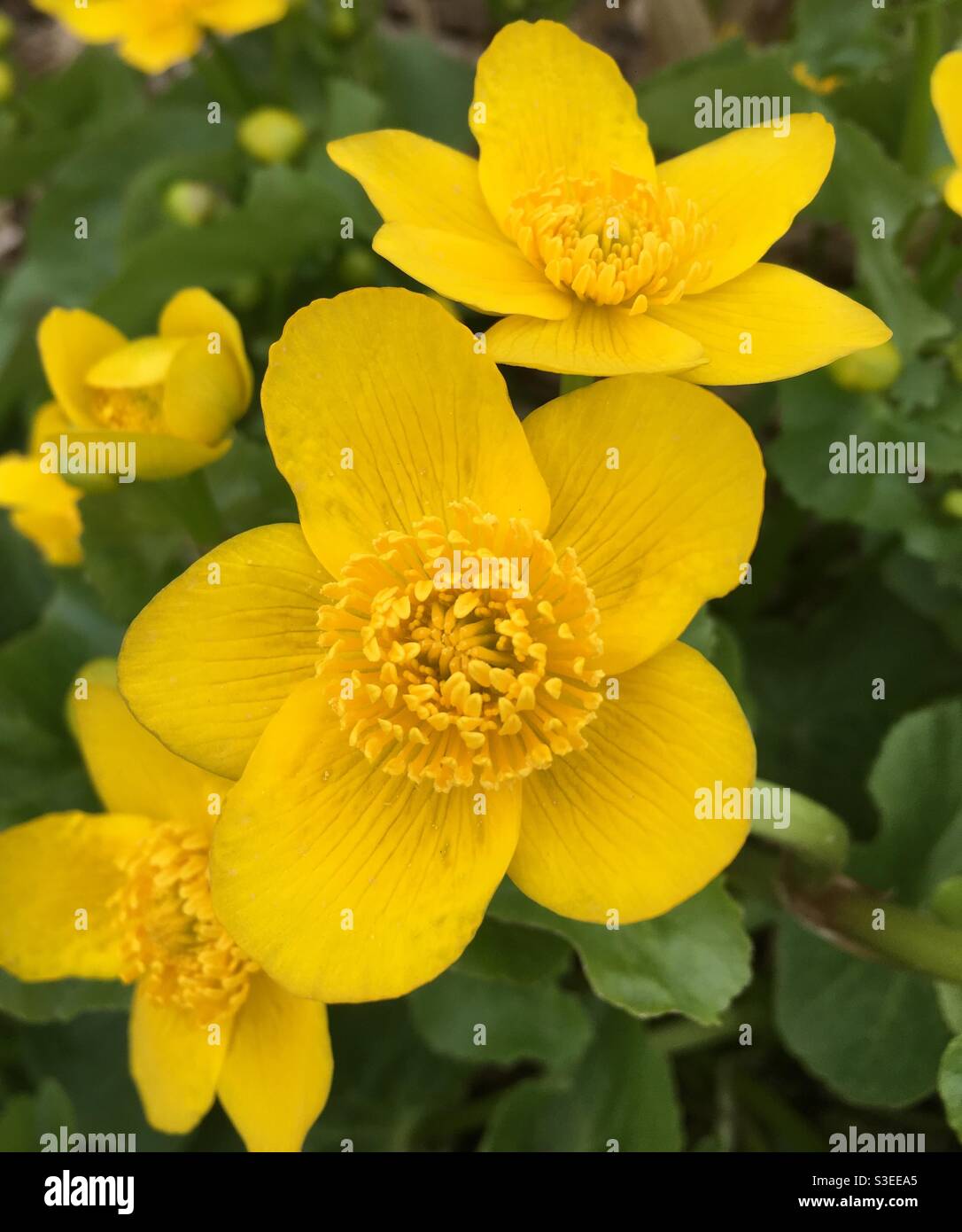 Gelbe Sumpfblume König Tasse Blume Stockfoto