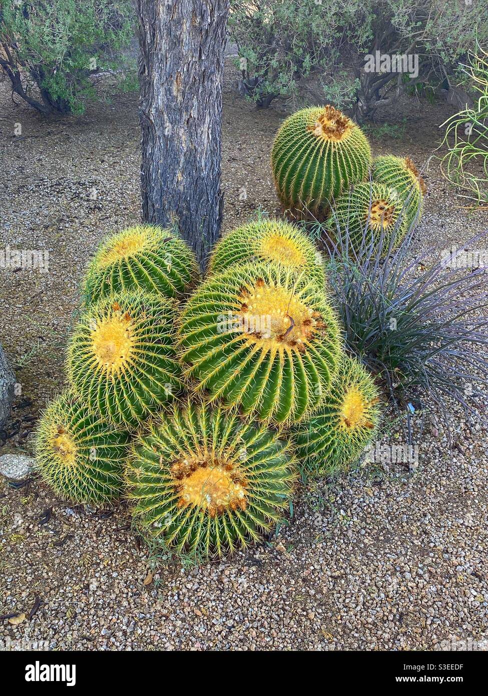 Barrel Cactus Stockfoto