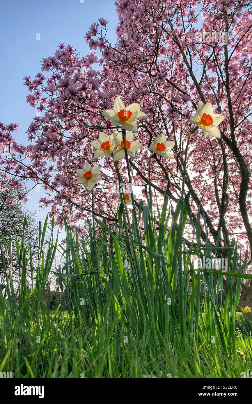 Frühling Narzissen und ein Magnolienbaum Stockfoto