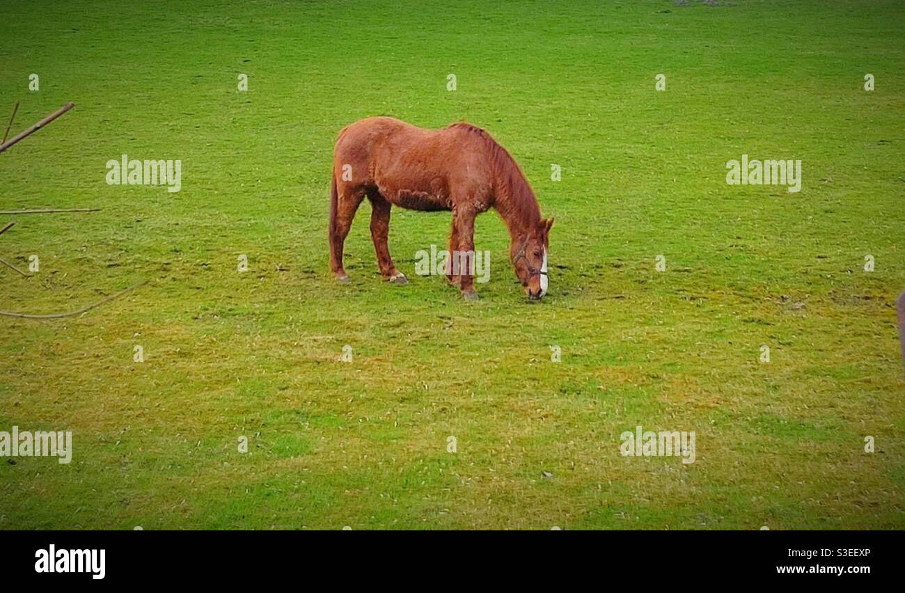 Pferd in der Prärie Stockfoto
