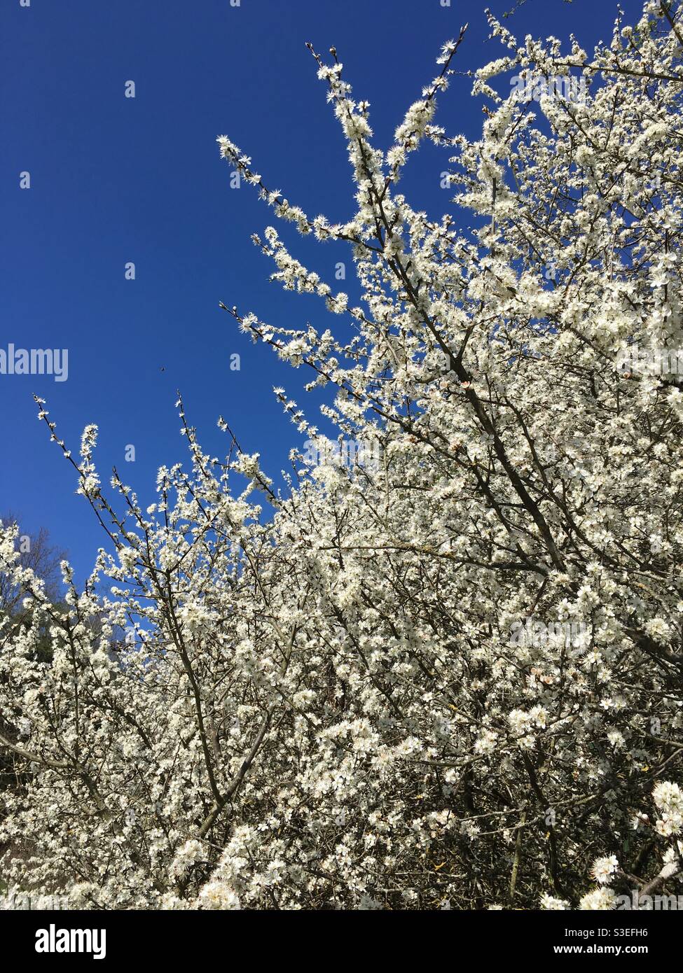 Weißer Blütenbaum vor tiefblauem Himmel Stockfoto