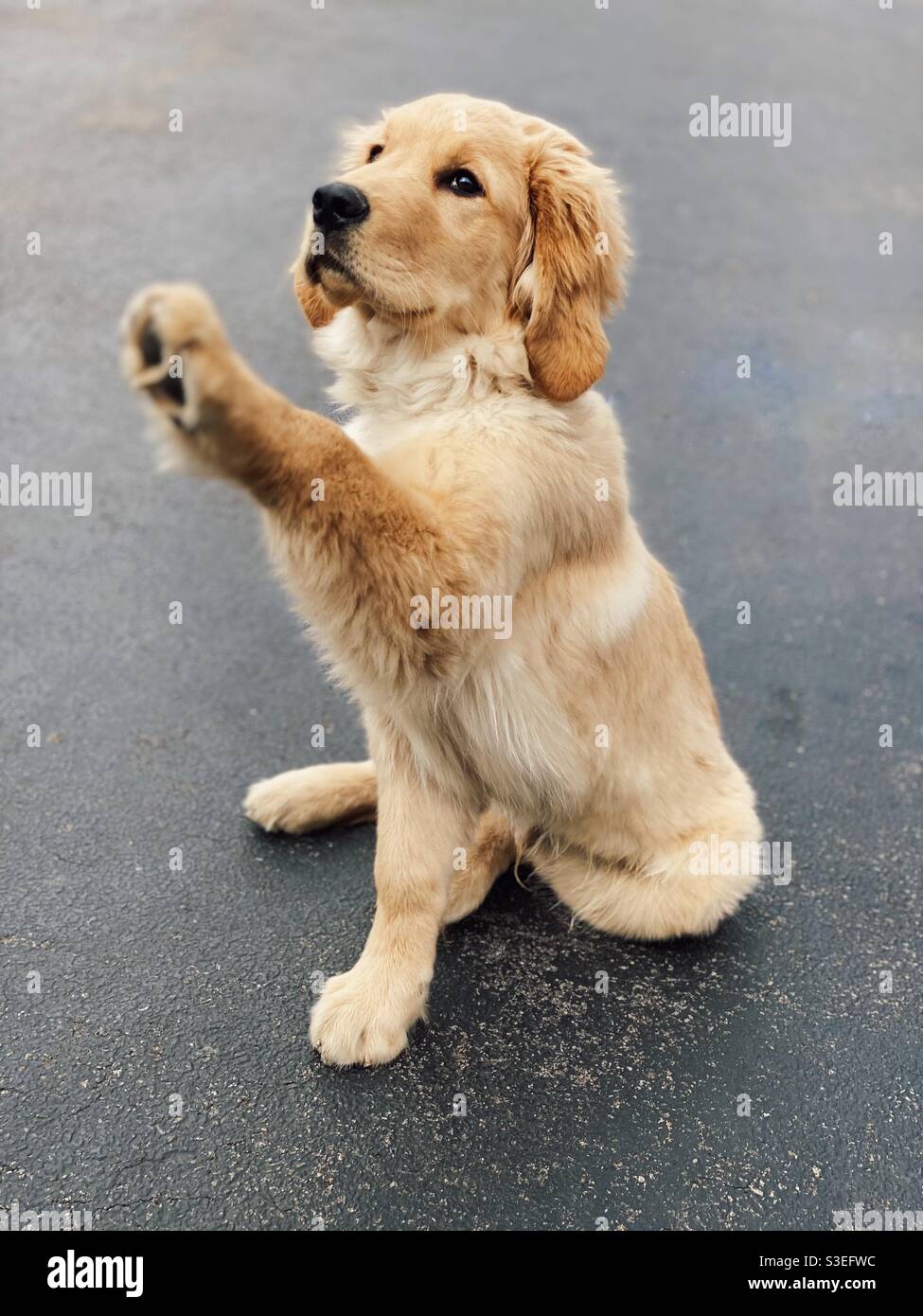Liebenswert Golden Retriever Welpen sitzen in der Auffahrt mit Pfote angehoben Hoch oben - Smartphone-aufgenommenes Stockfoto