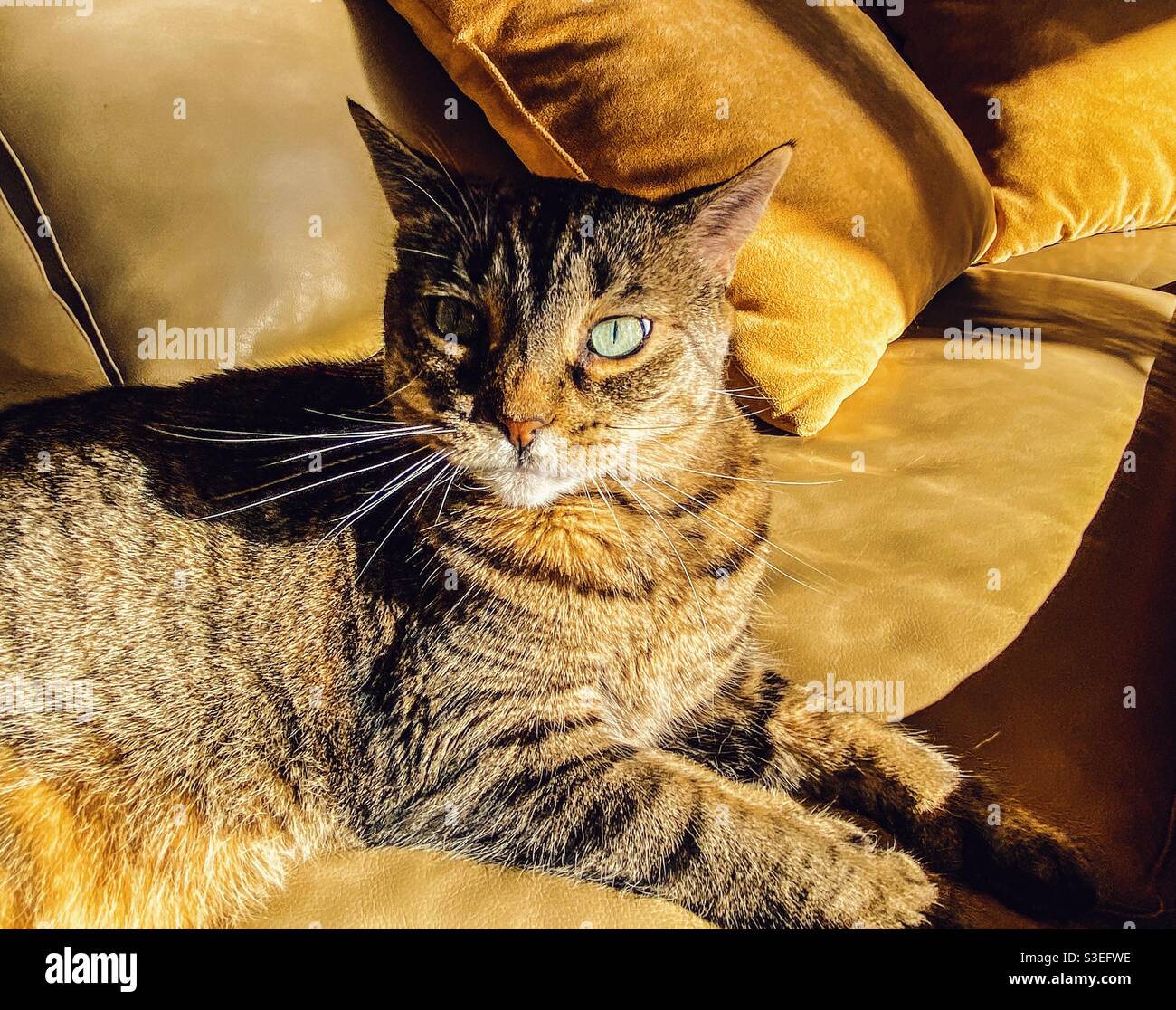 Meine Katze beansprucht ihren Platz in der Sonne Stockfoto