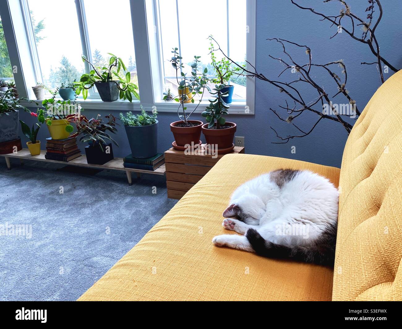 Eine Katze schläft auf einem gelben Sofa in einem Zimmer mit Zimmerpflanzen. Stockfoto