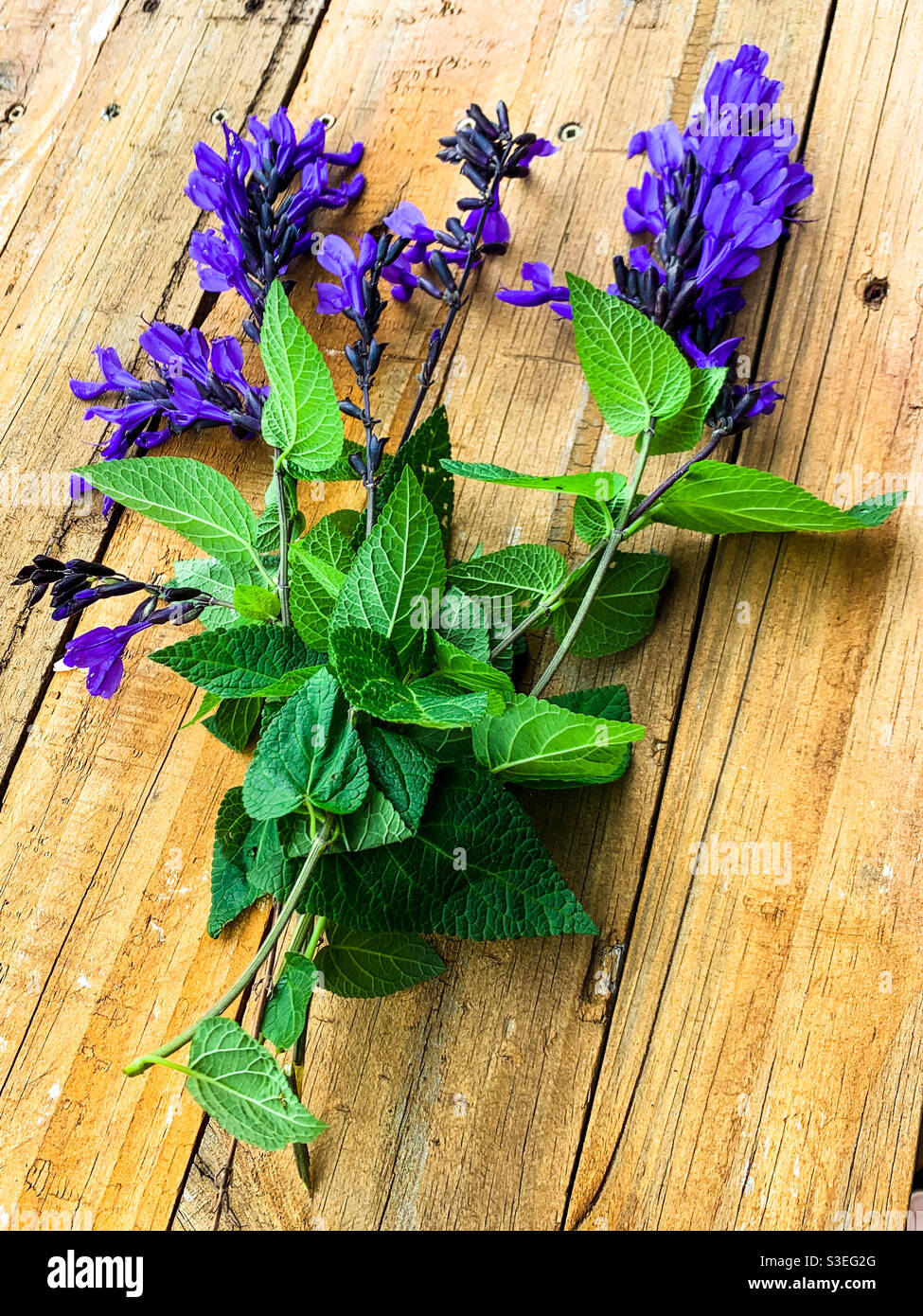 Ein Strauß lila Salvia blüht mit grünen Blättern Ein Holztisch Stockfoto