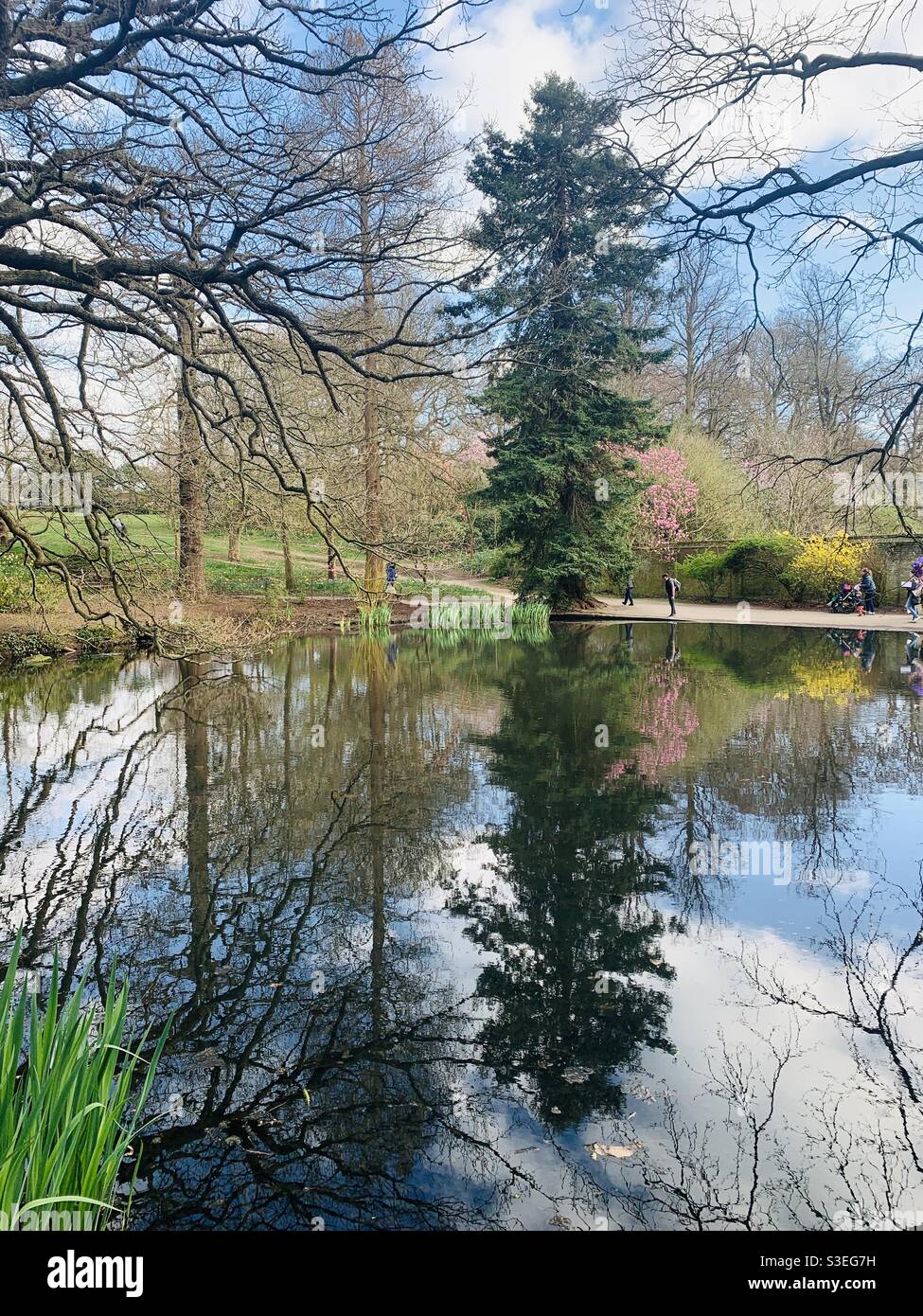 Reflexion im Teich im Canazarro Park Wimbledon Stockfoto
