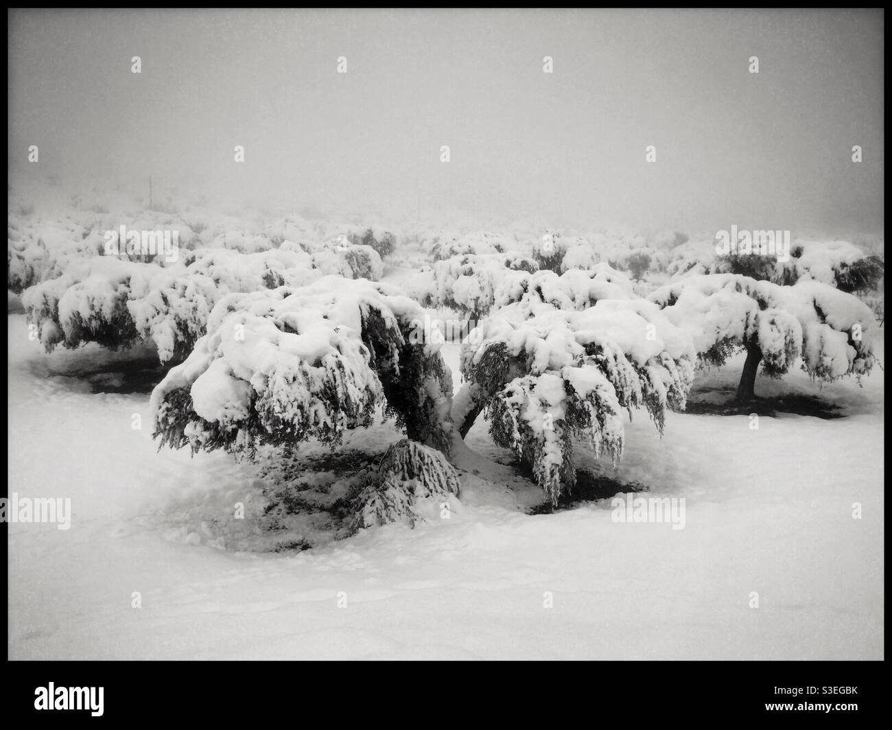 Storm Filomena, Katalonien, Spanien. Stockfoto