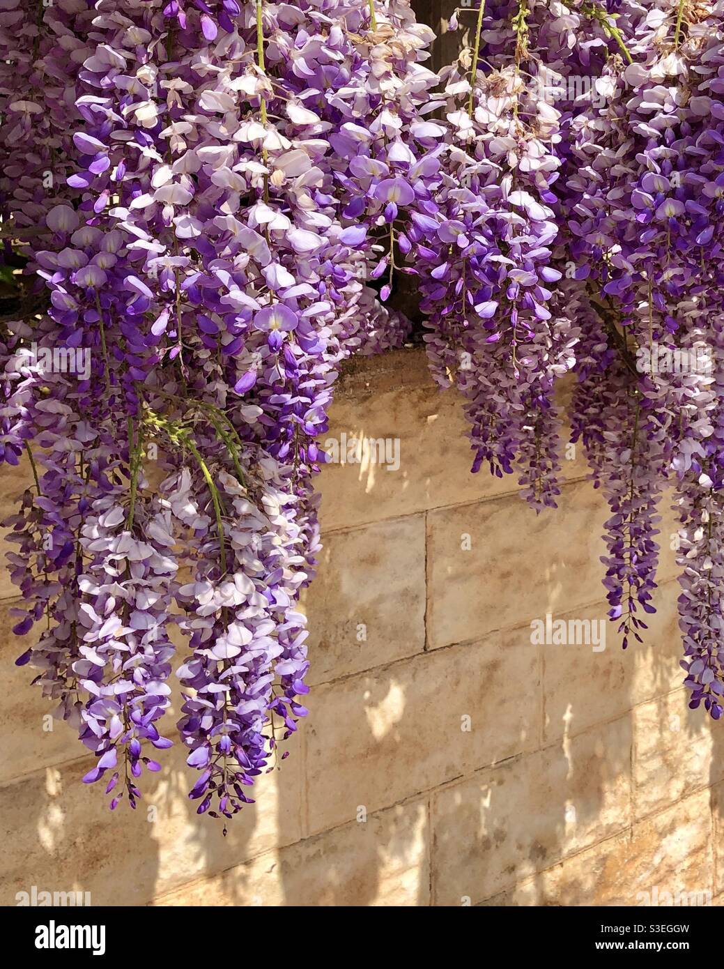 Glyzinie in Blüte an einer Mauer im spanischen Dorf. Stockfoto