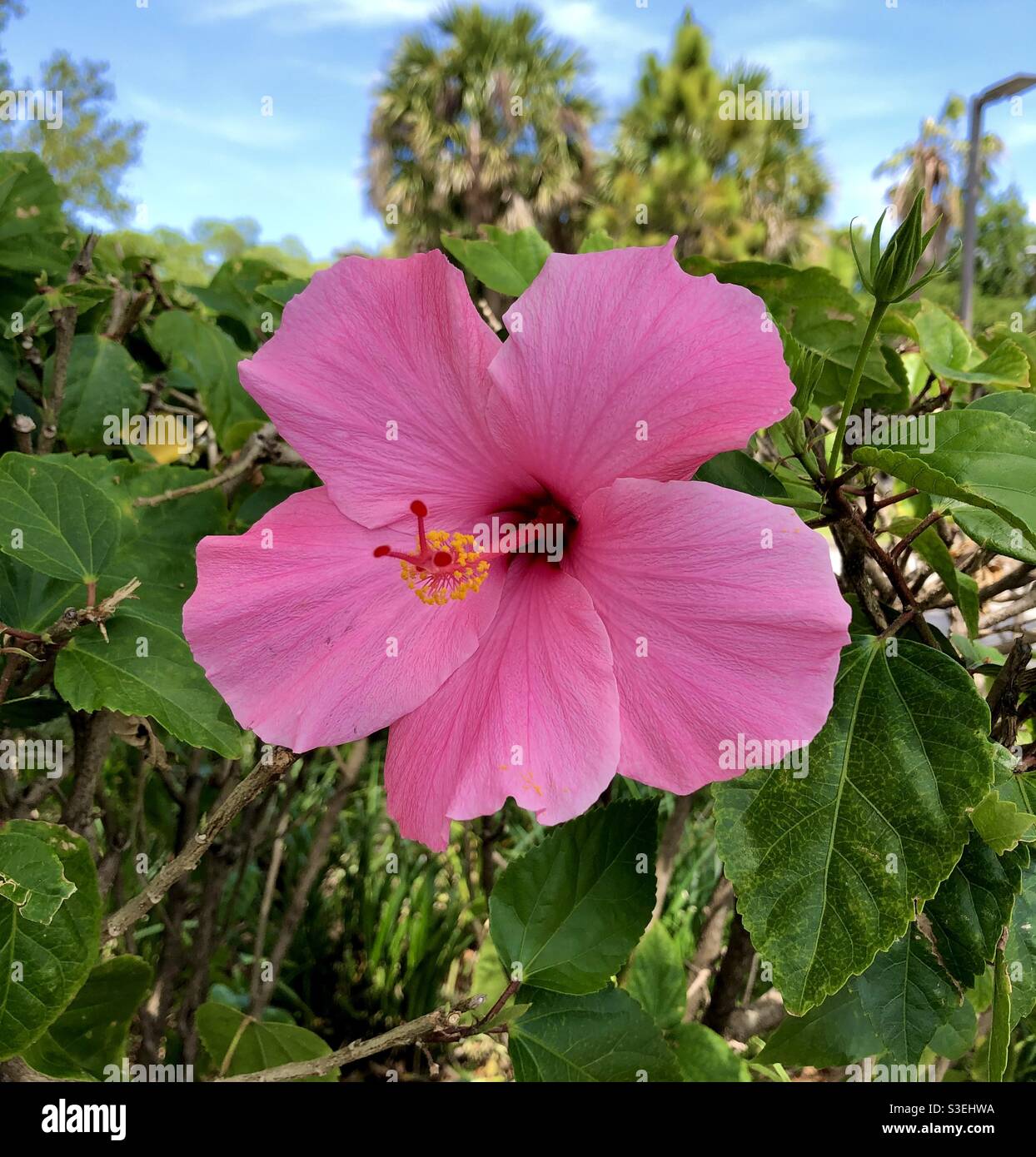 Große rosa Hibiskusblüte aus der Malvenfamilie Malvaceae. Stockfoto