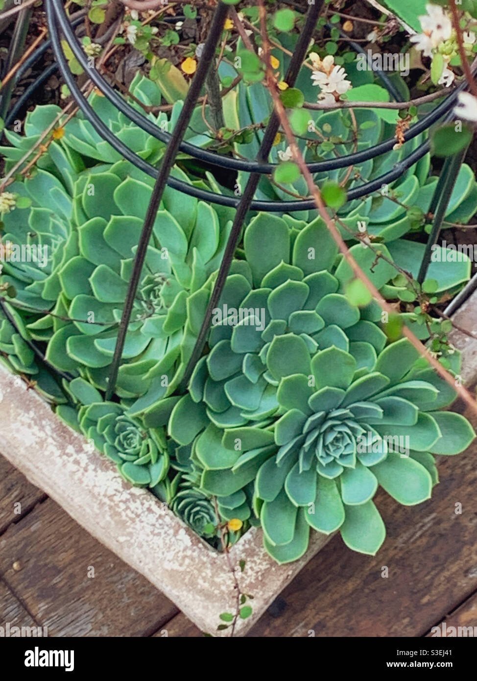 Cottage Garden Stil Sukkulenten in einem Pflanzentopf mit einem Spalier und Kletterer Stockfoto