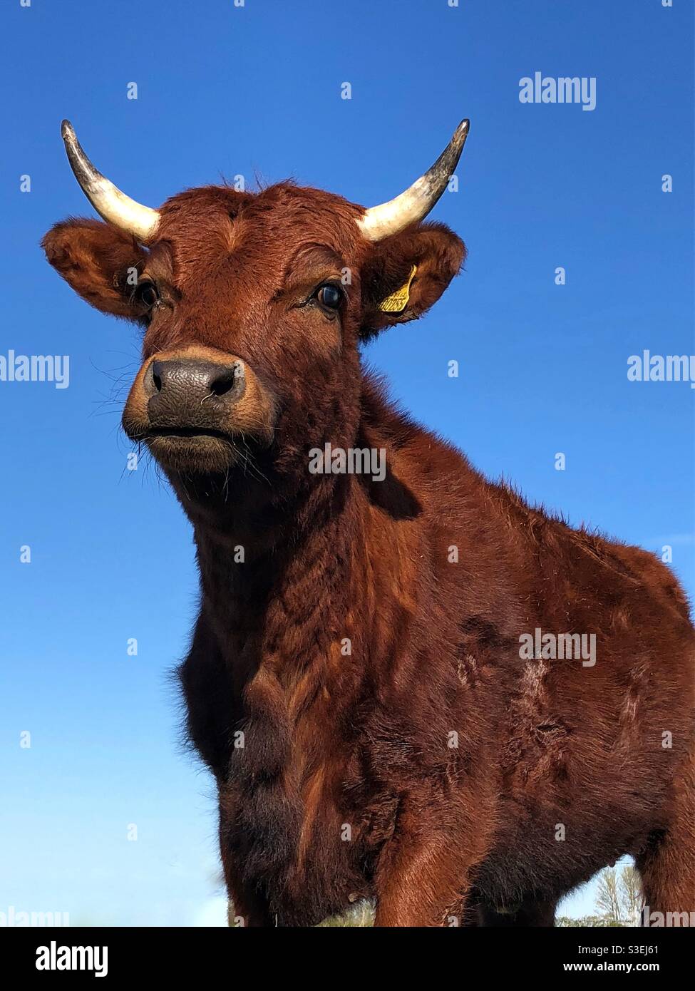 Kühe horn hörner -Fotos und -Bildmaterial in hoher Auflösung – Alamy