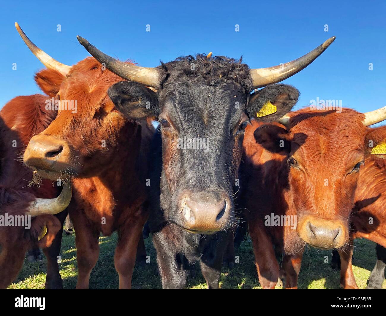 Nahaufnahme der Köpfe und Hörner einer Herde Von Milch- oder Rindvieh im Freien in einem Sicherheitsbereich n Zahlenkonzept Stockfoto