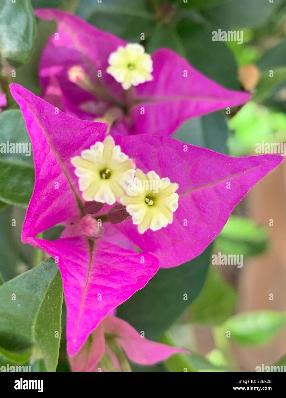 Rosa Bougainvillea Blumen Stockfoto