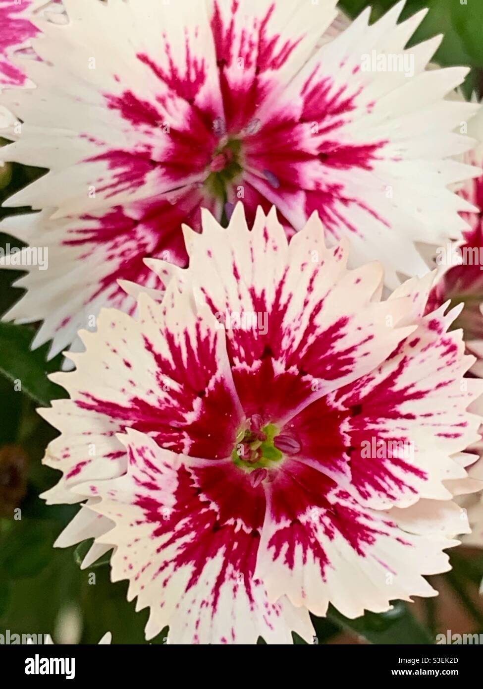 Weiße und rosa Dianthus-Blüten Stockfoto