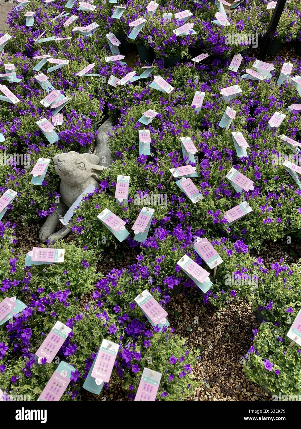 Gartencenter-Display mit einer SteinKaninchen-Statue in der Mitte von kleinen blauen Blütenpflanzen (campanula).Blütenblätter Stockfoto