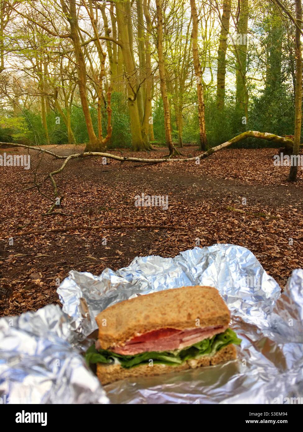 BLT-Sandwich im Wald, ein Lunchpaket auf einem Spaziergang im Frühling Stockfoto