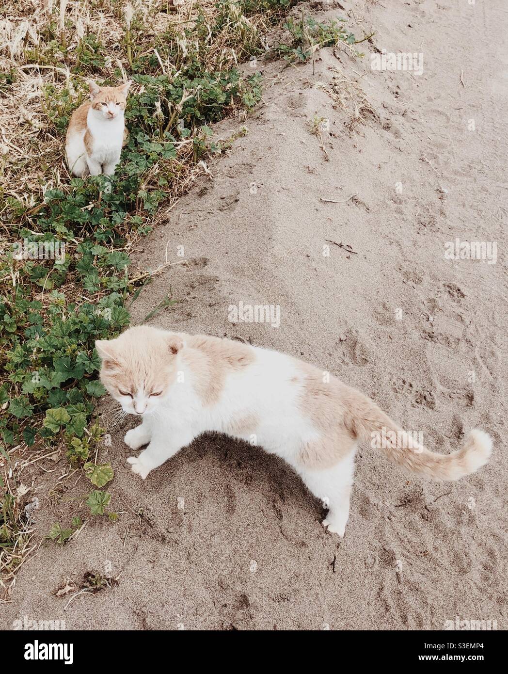 Gingers Katzen am Strand Stockfoto