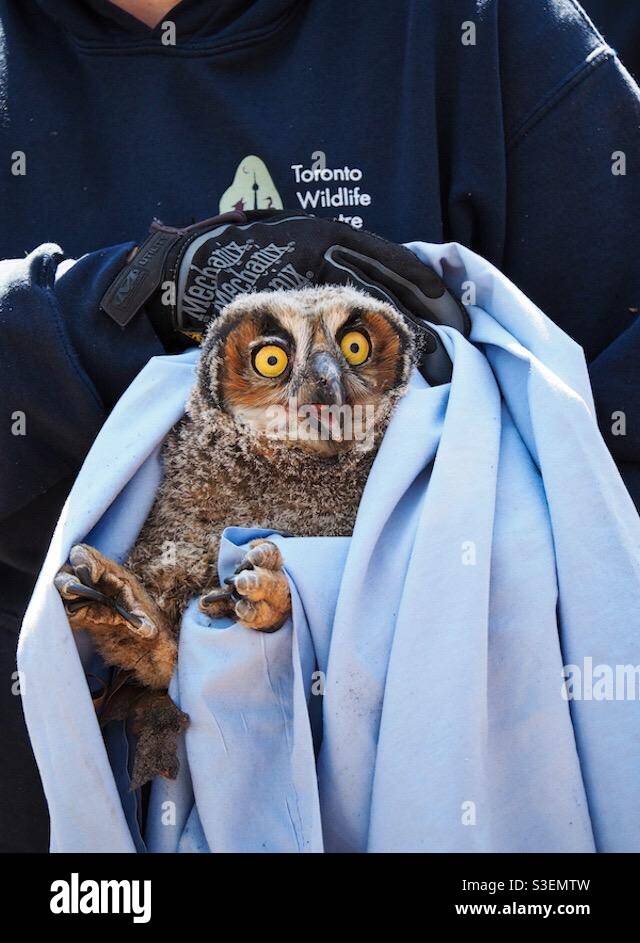Ein geretteter Ewlet. - Smartphone-aufgenommenes Stockfoto