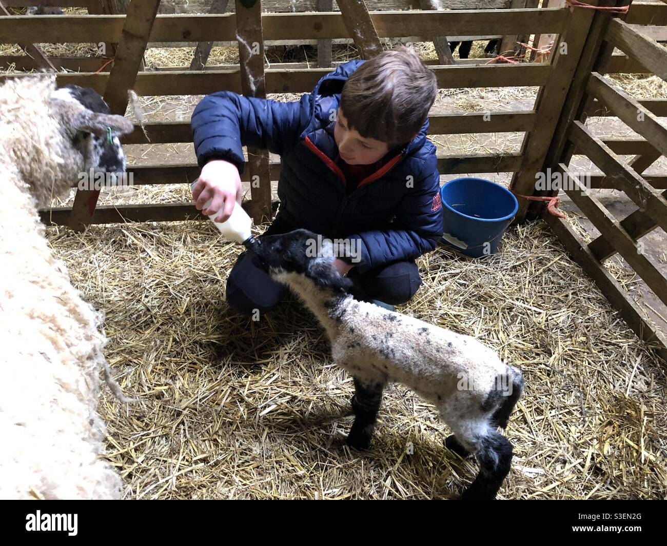 Acht Jahre alter Junge, der auf einem Bauernhof in Großbritannien ein Lamm mit einer Flasche Milch füttert Stockfoto