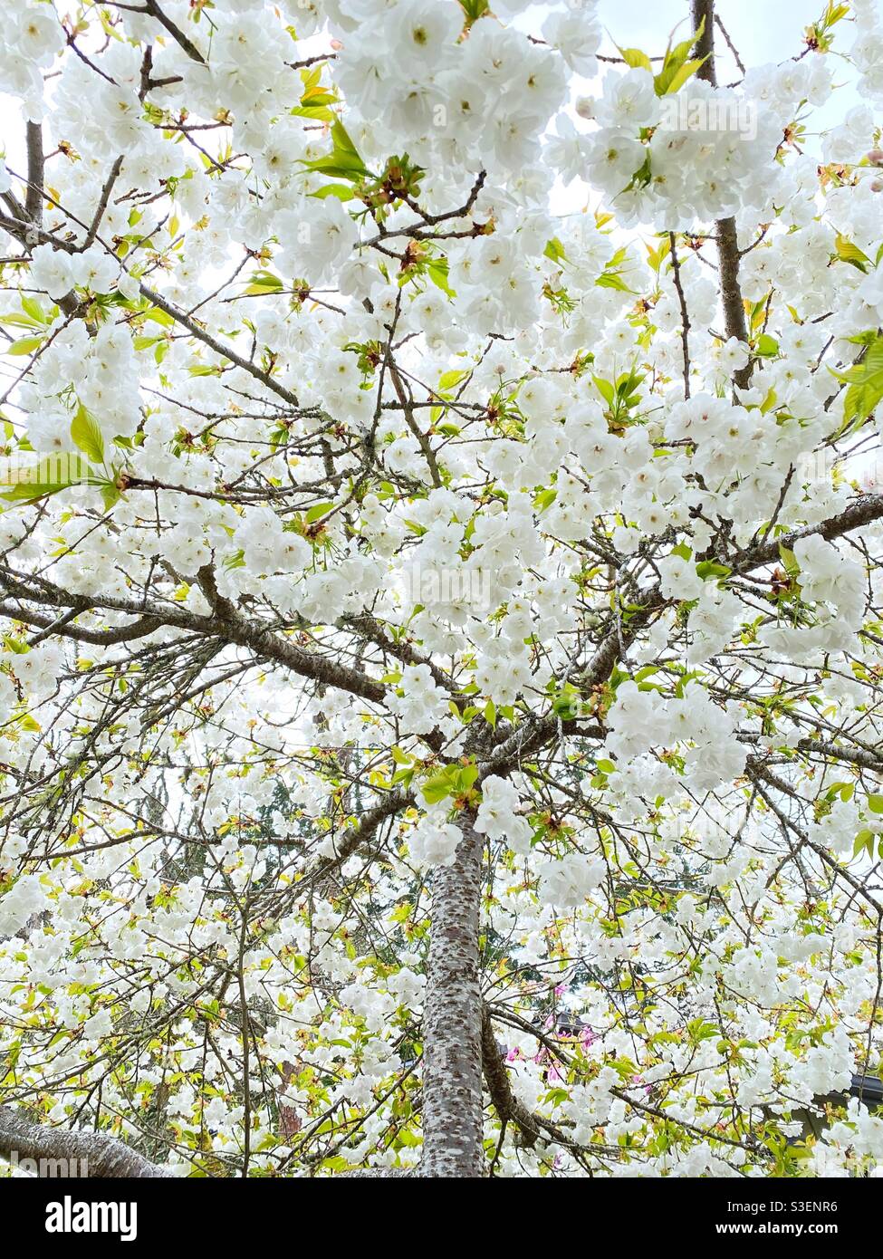 Weiße Kirsche blüht auf einem Baum. Stockfoto