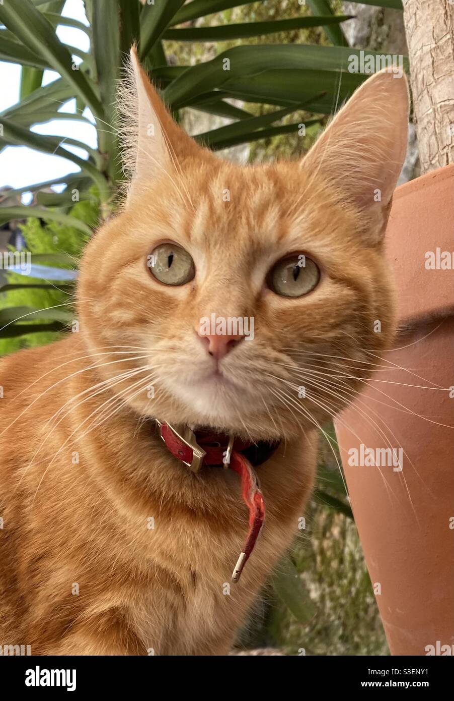 Junge Ingwer-Kater - Smartphone-aufgenommenes Stockfoto