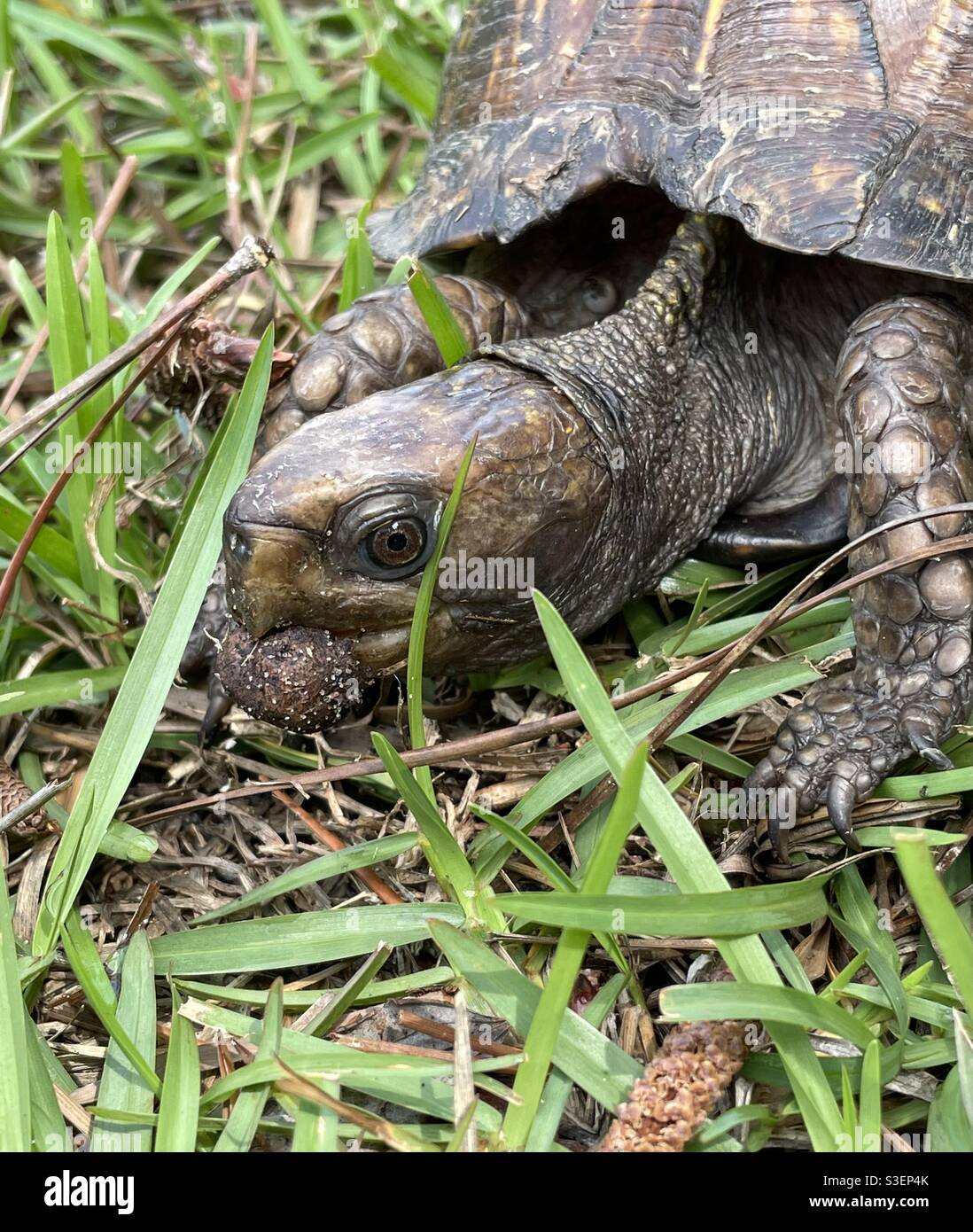 Box Schildkröte mit einem Pilz im Mund Stockfoto