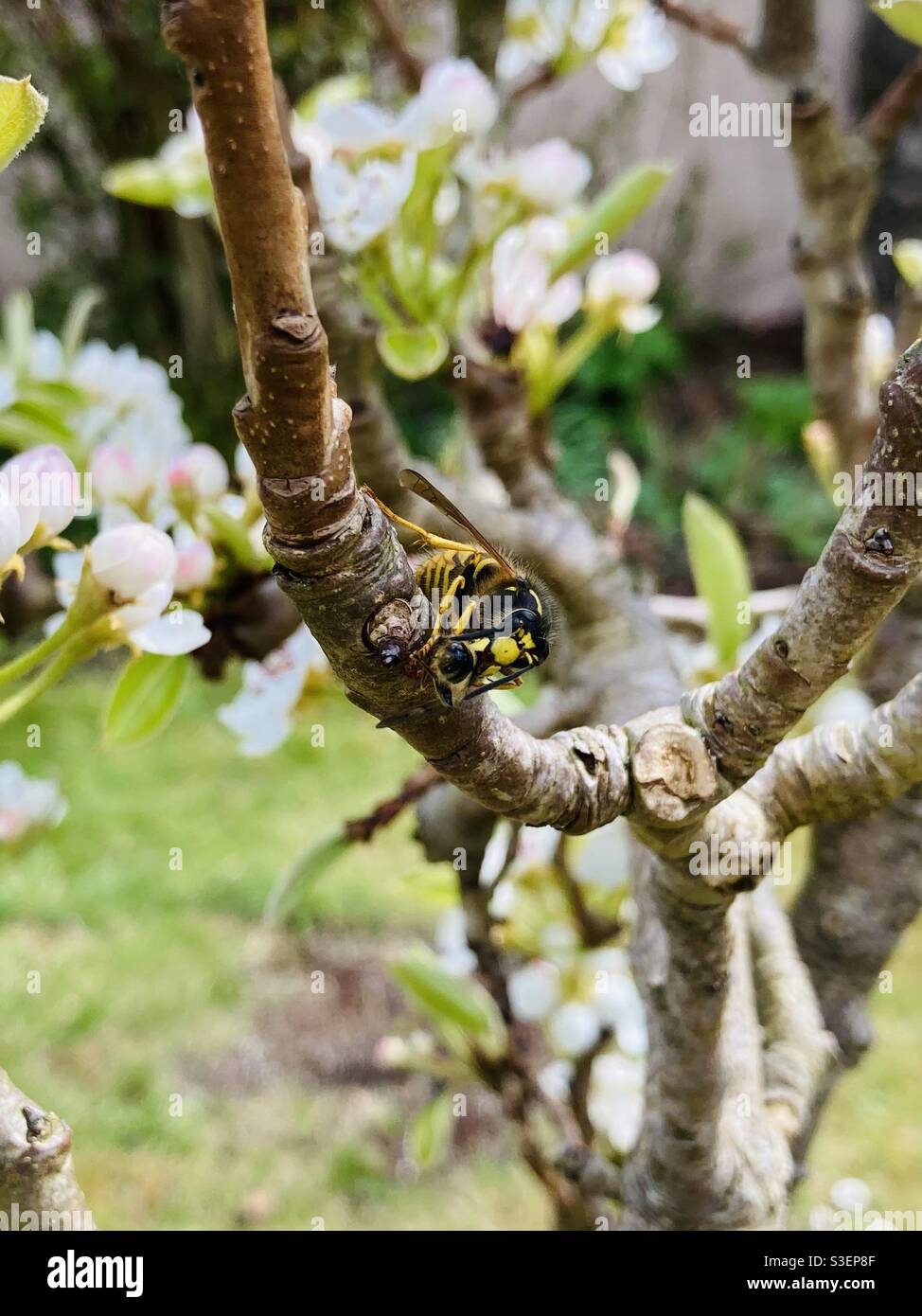 Wespe (Vespula vulgaris) Eine Biene auf einem Apfelbaum angreifen und fressen Blüte Stockfoto