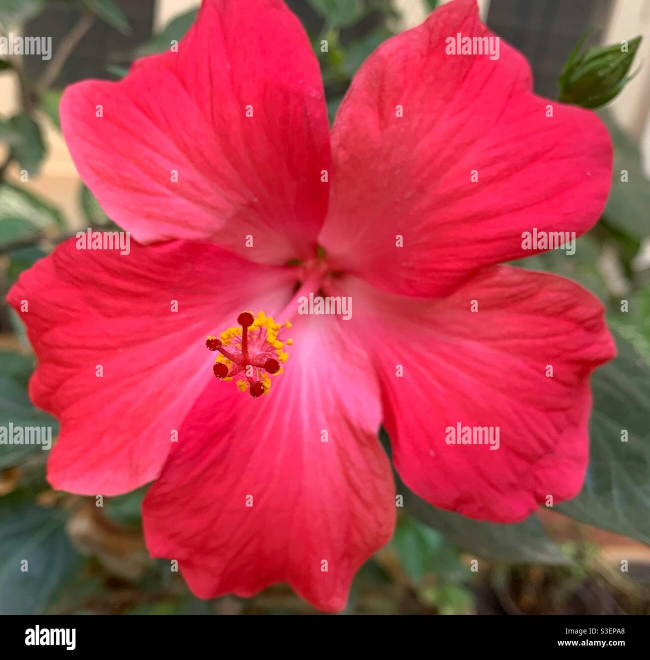 Red Hibiscus flower Stockfoto