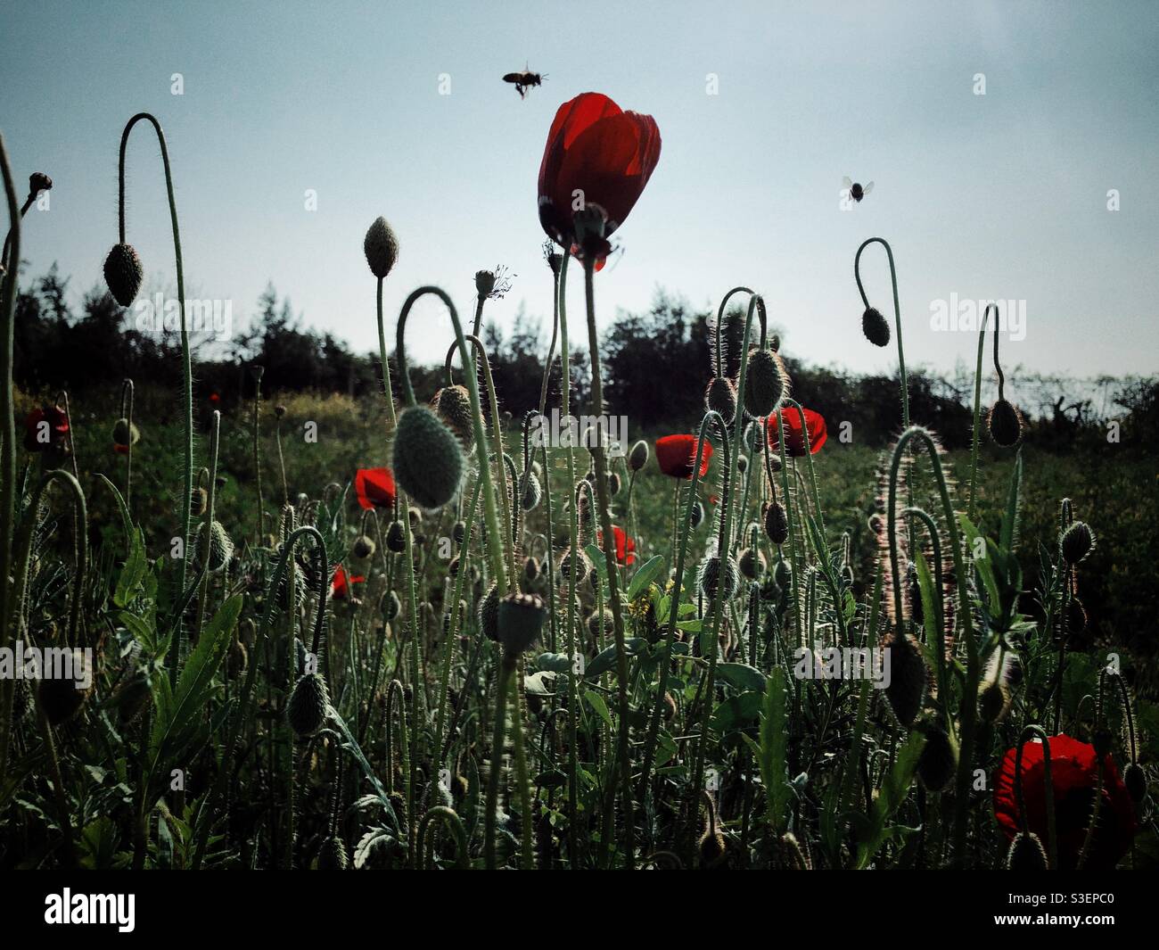 Hummeln fliegen über wilden Mohnblumen Stockfoto
