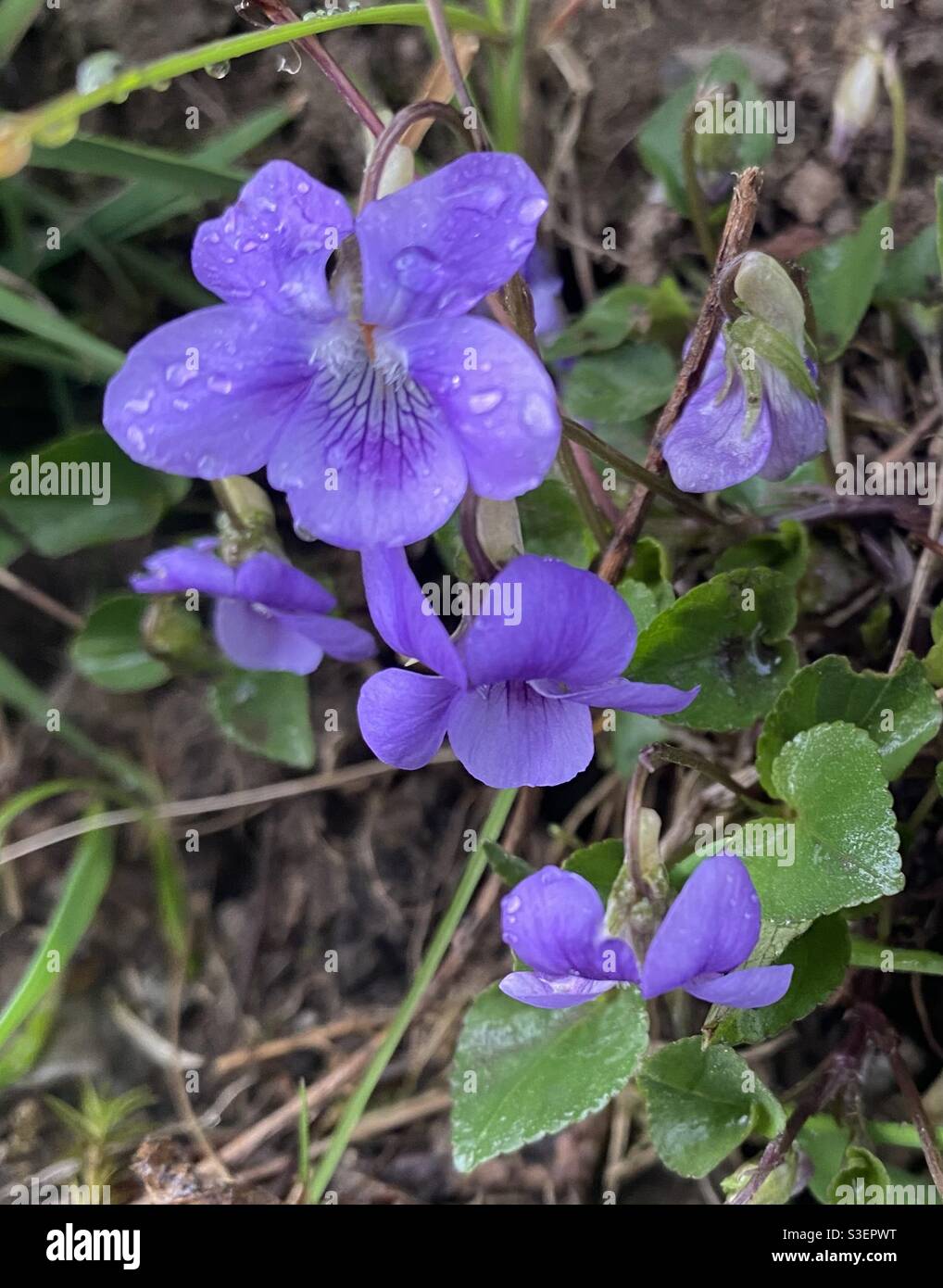 Gemeiner Hund violett. April 2021. Rhydargaeau, Carmarthenshire. - Smartphone-aufgenommenes Stockfoto