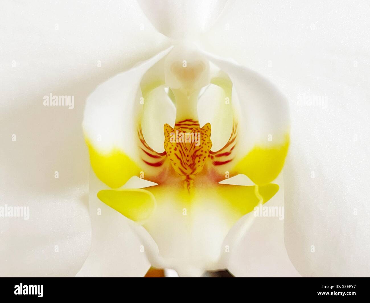 Nahaufnahme einer phaenopsis Orchidee. - Smartphone-aufgenommenes Stockfoto