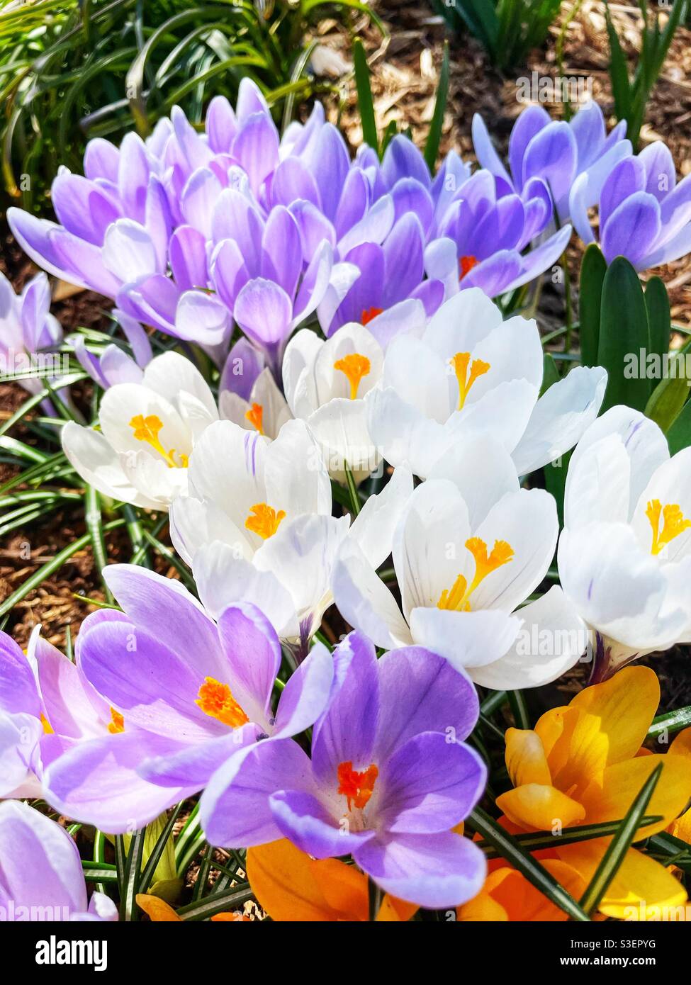 Bunte Krokusse blühen im Frühlingsgarten. - Smartphone-aufgenommenes Stockfoto